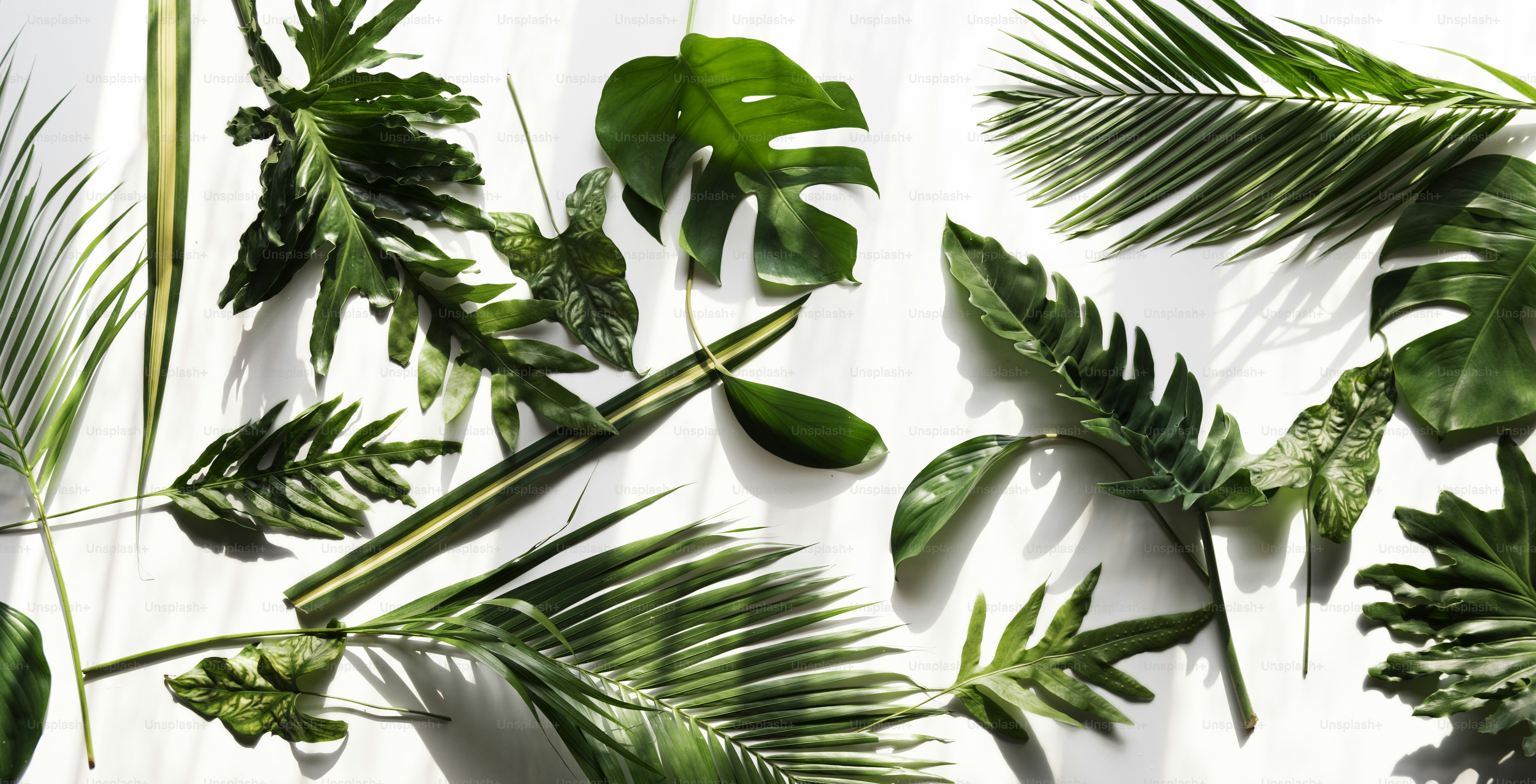 Diverse kinds of leaves isolated on white background