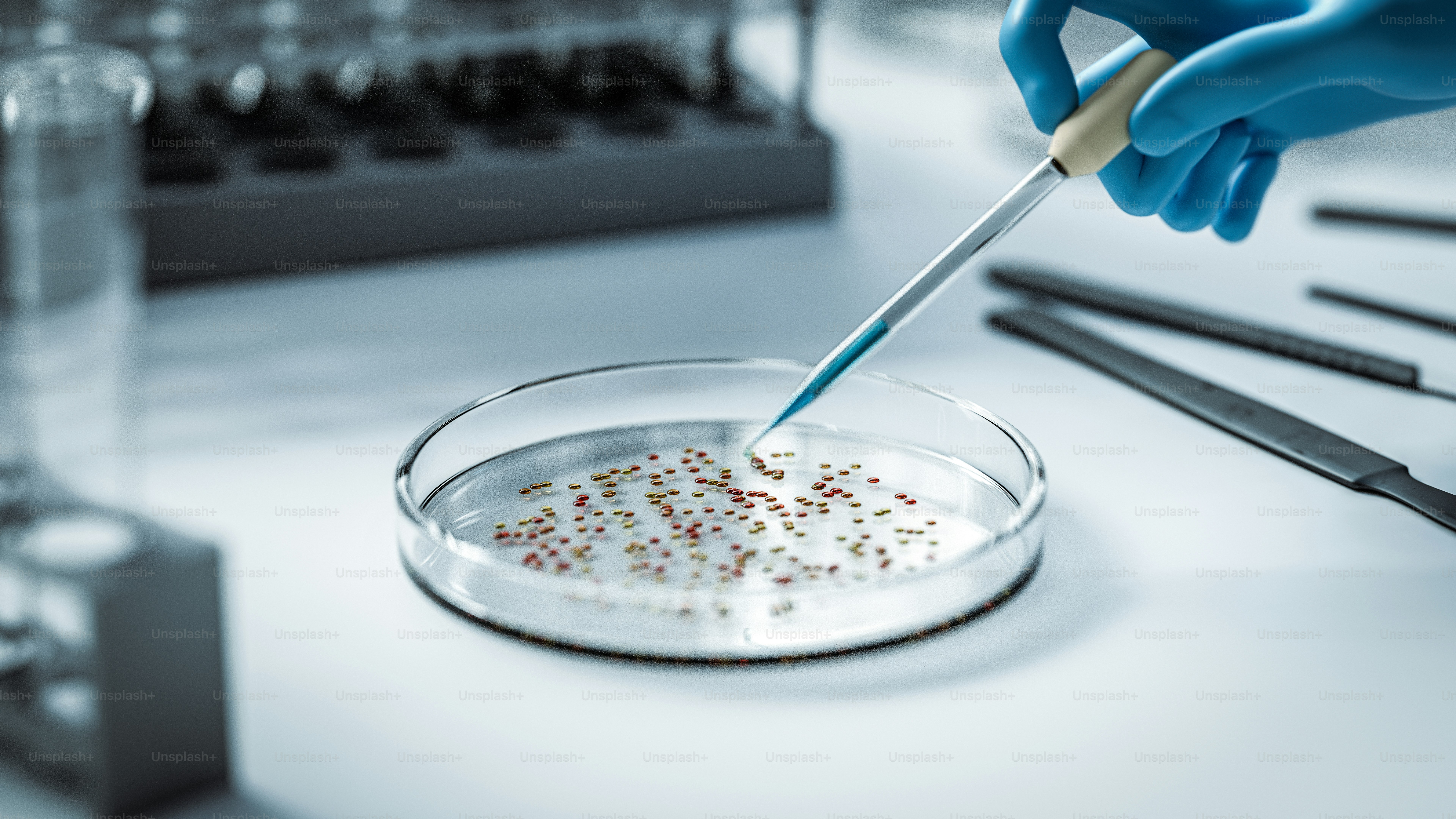 Uno scienziato usa una pipetta per aggiungere liquido alla piastra di Petri