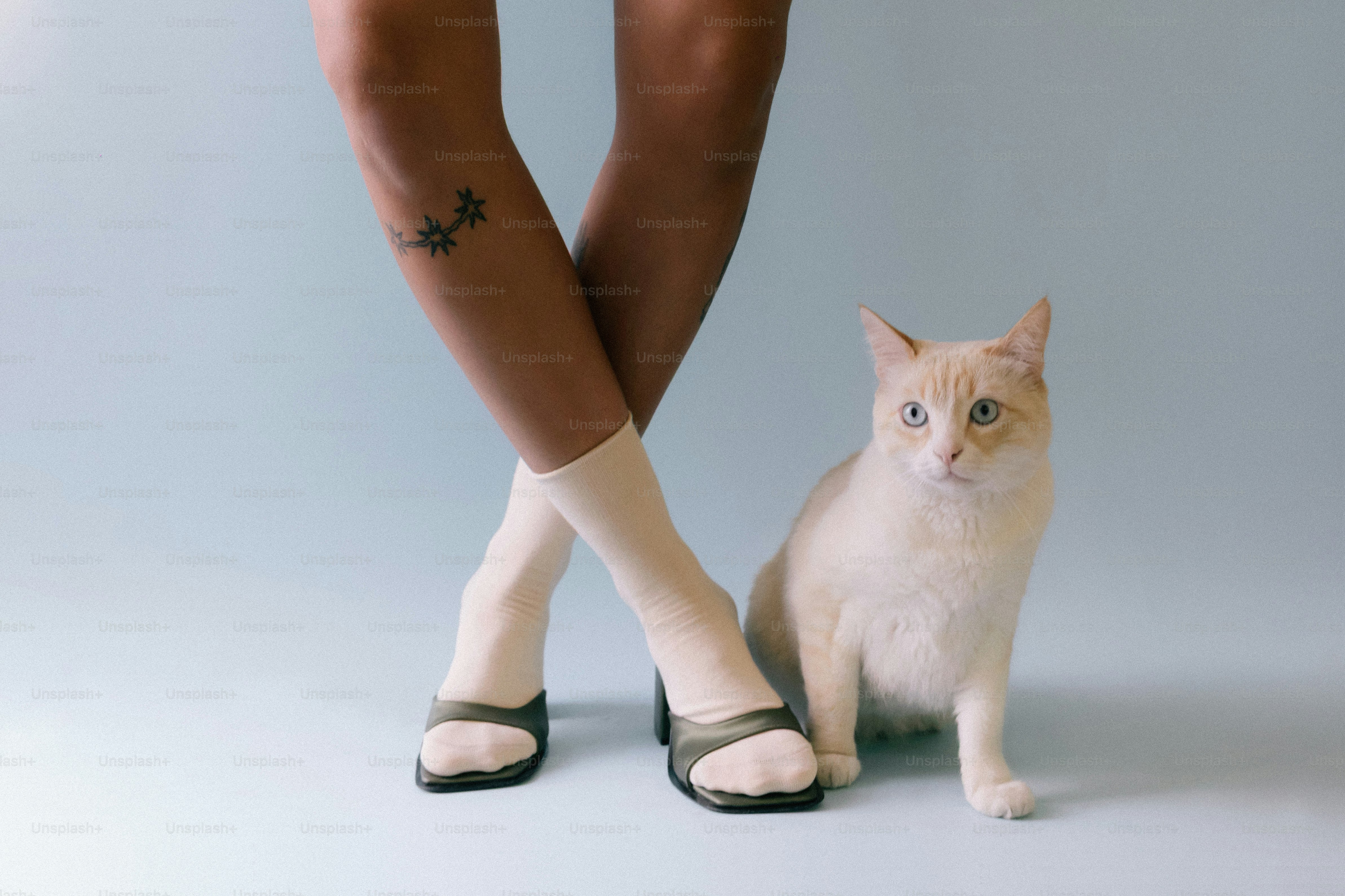 A cat sits next to a person's legs