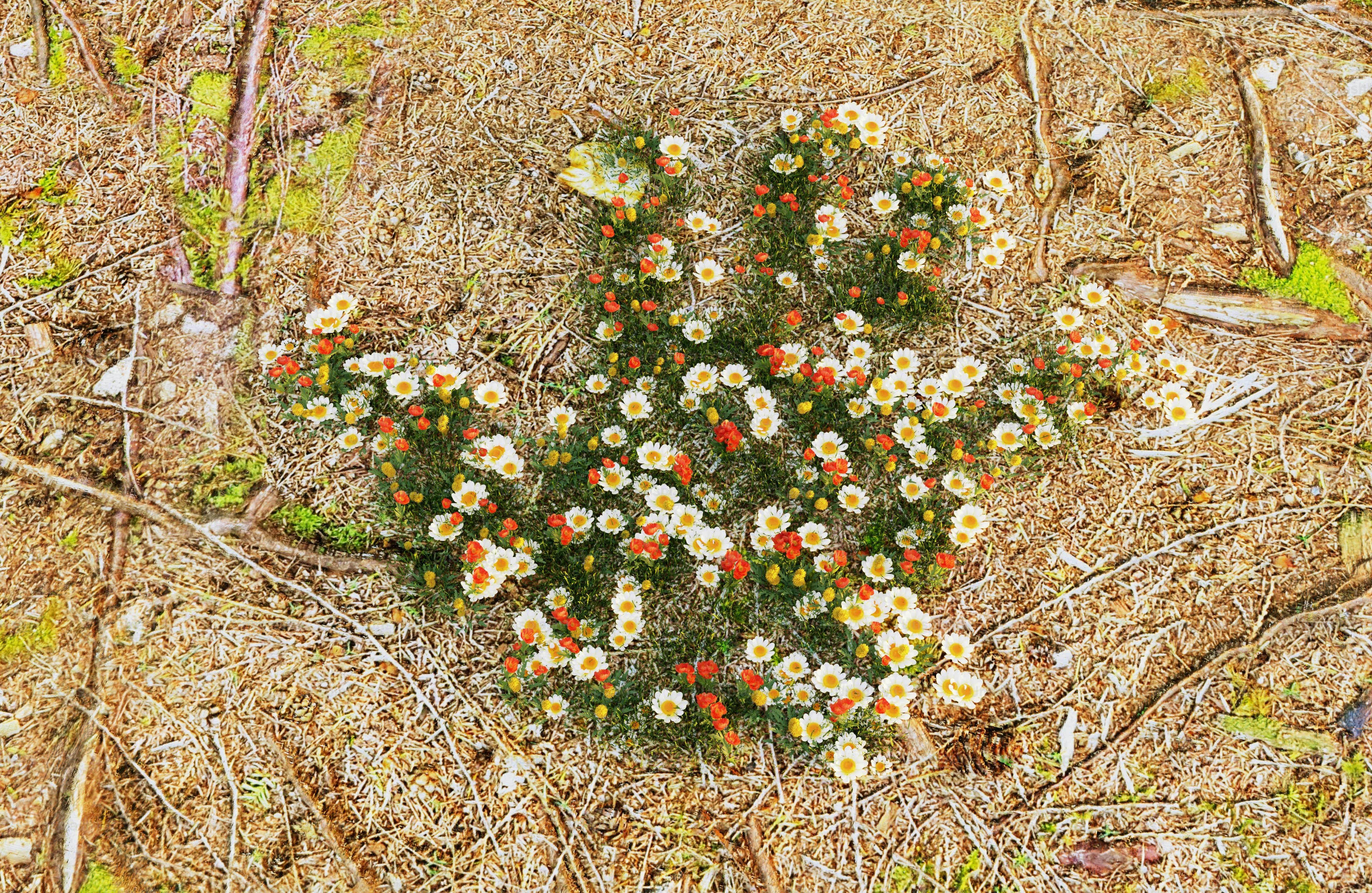 Kleine weiße und rote Blüten auf trockenem Boden
