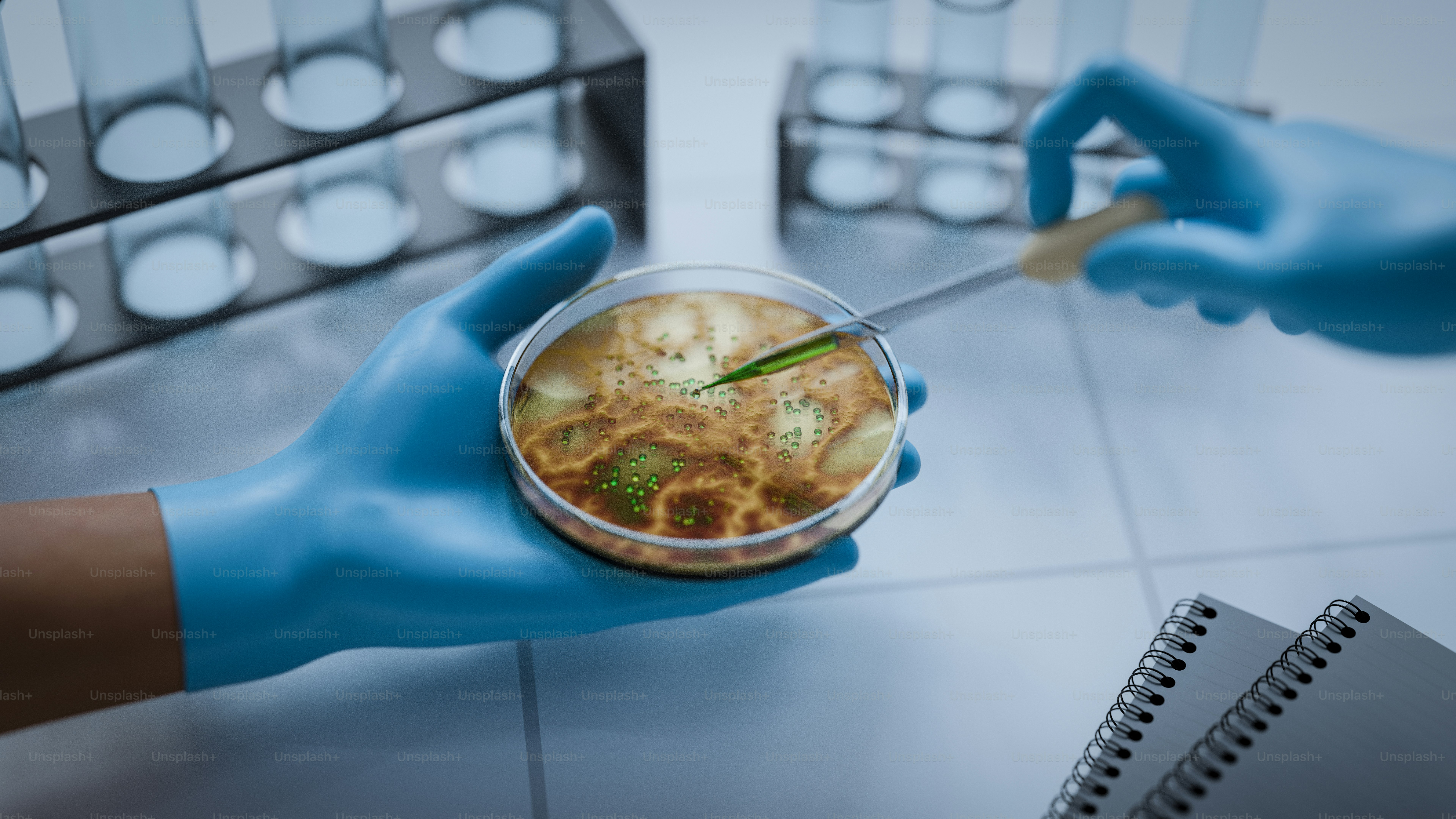 Mani in guanti che esaminano la piastra di Petri con l'esemplare.