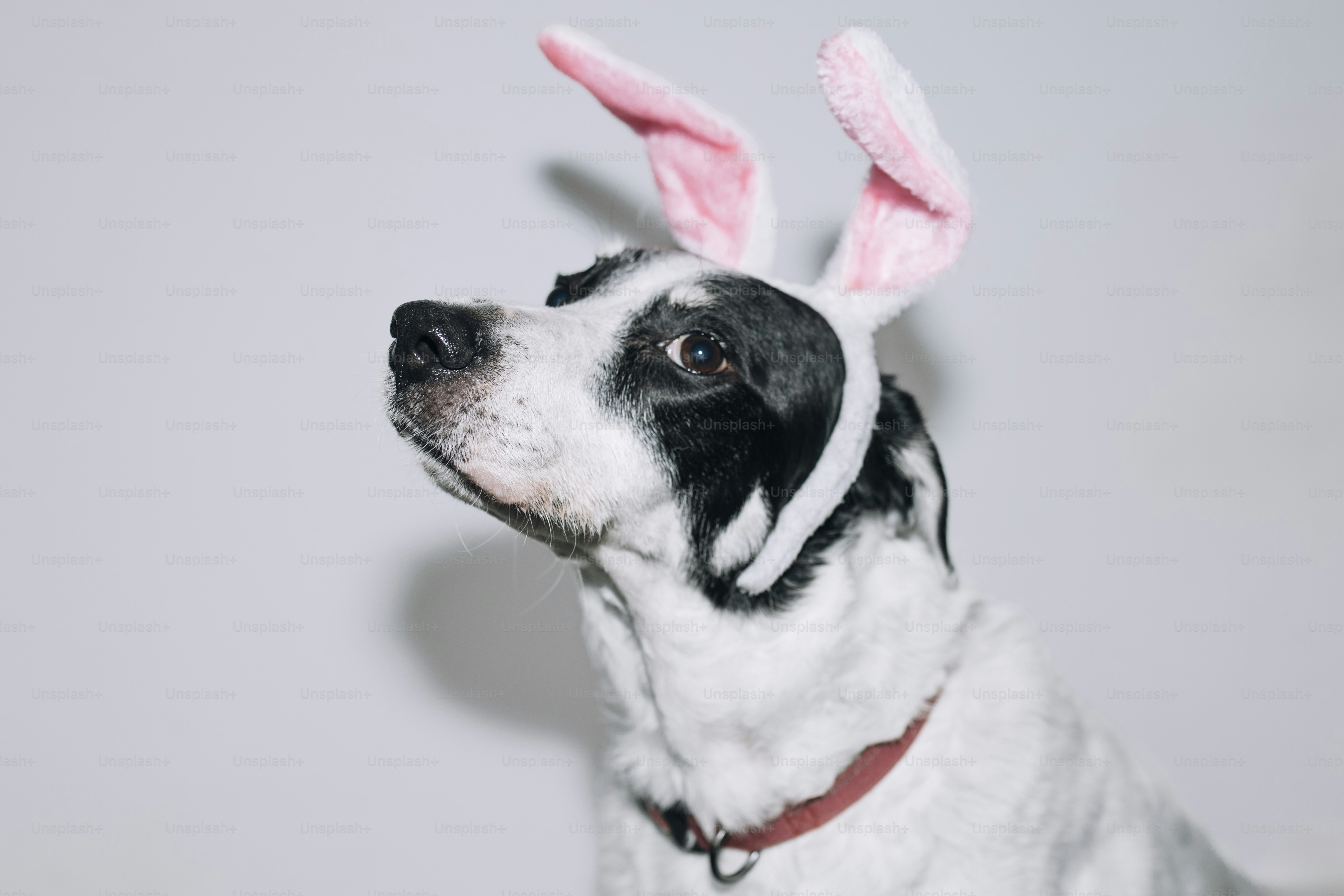 Ein schwarz-weißer Hund trägt rosa Hasenohren