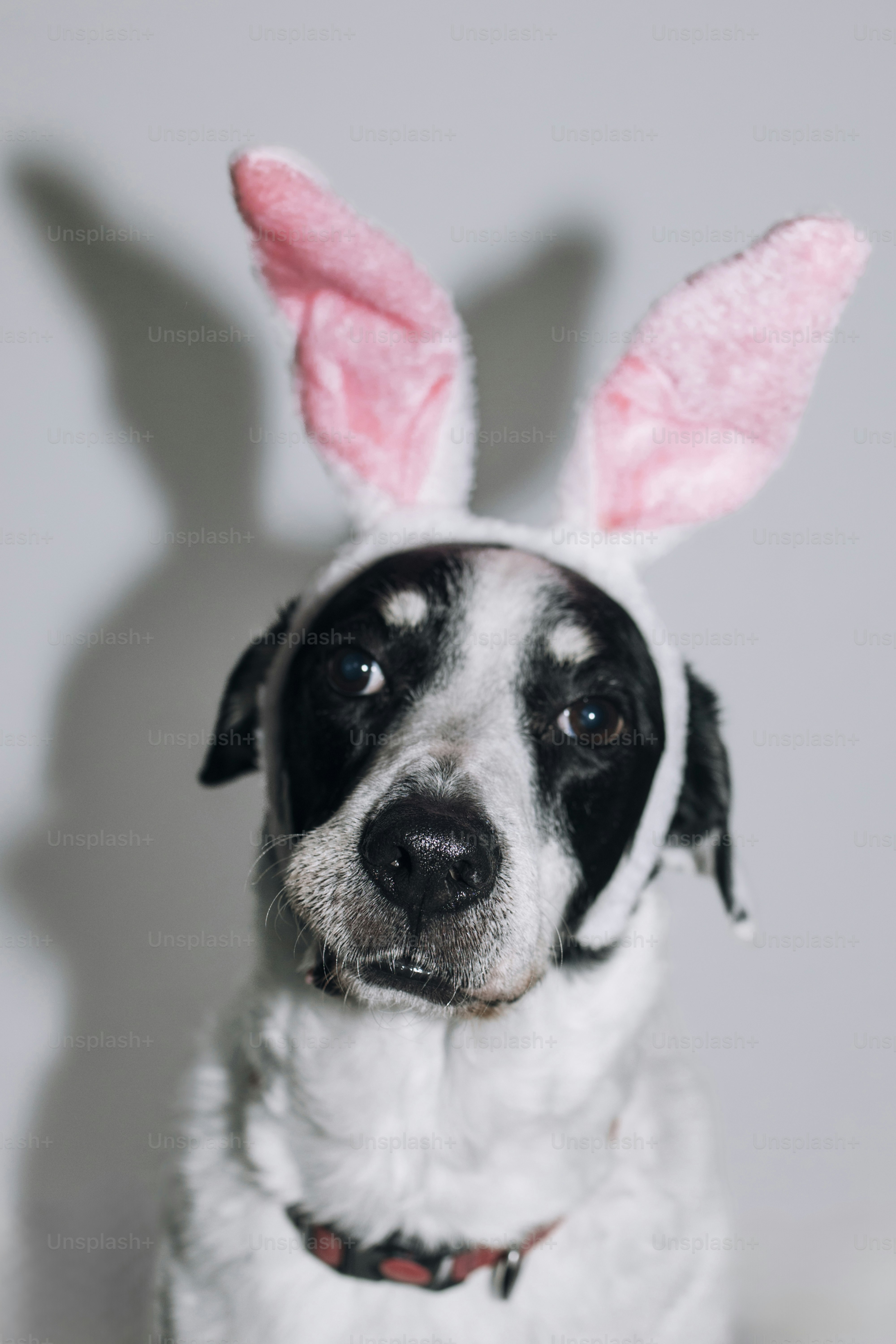 Ein schwarz-weißer Hund mit Hasenohren