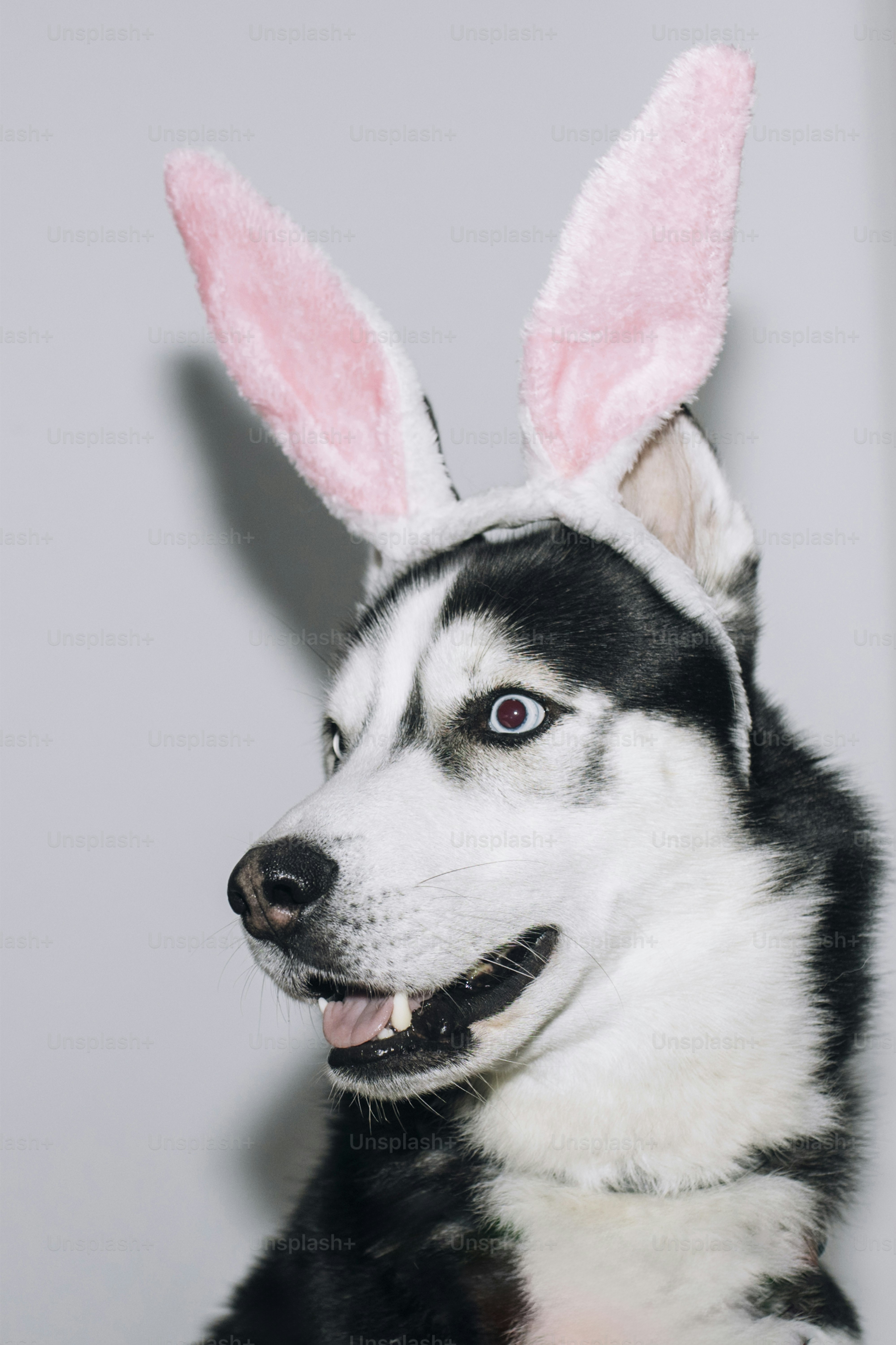 Ein Husky-Hund trägt rosa Hasenohren
