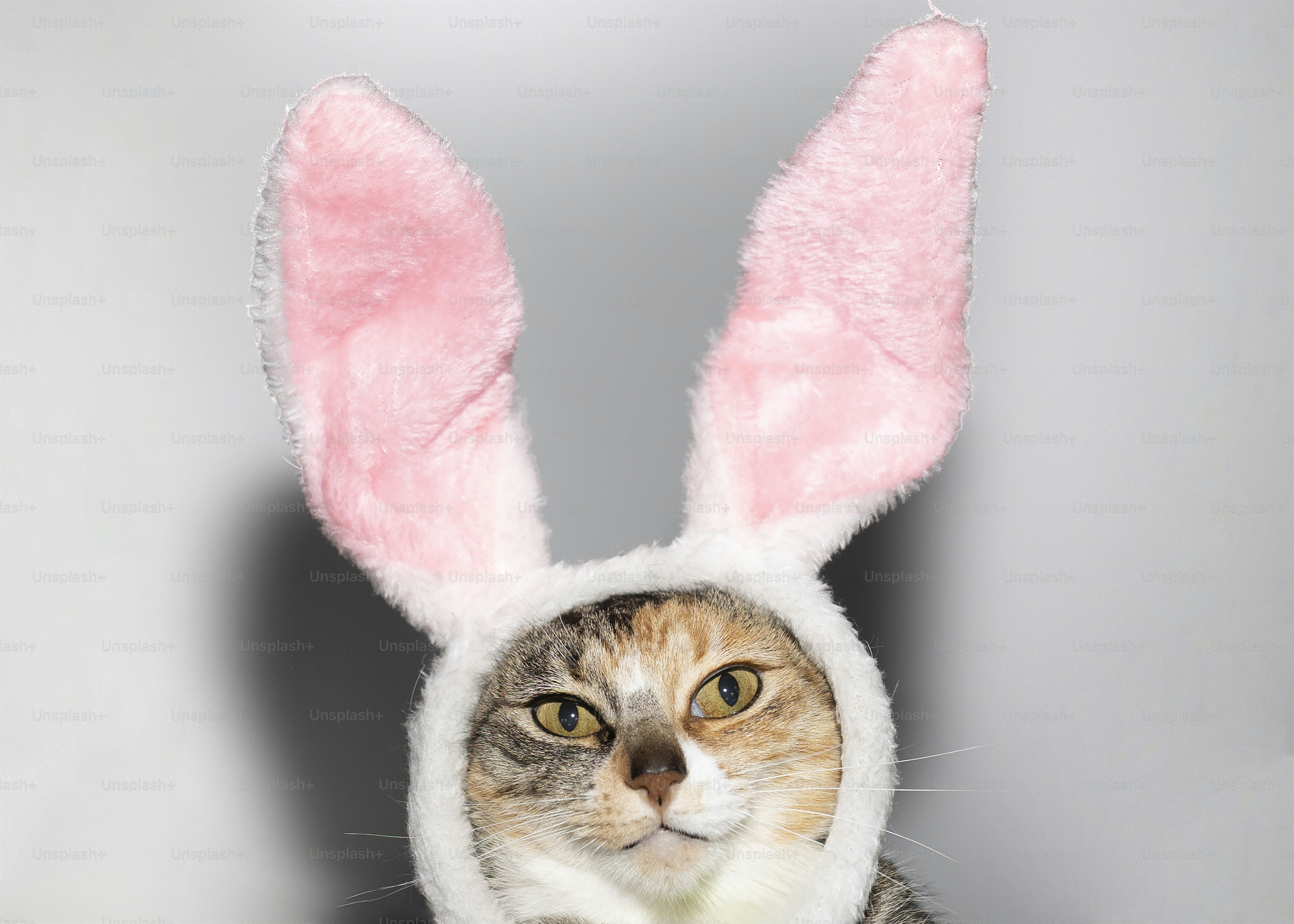 Eine Katze mit flauschigen rosa Hasenohren