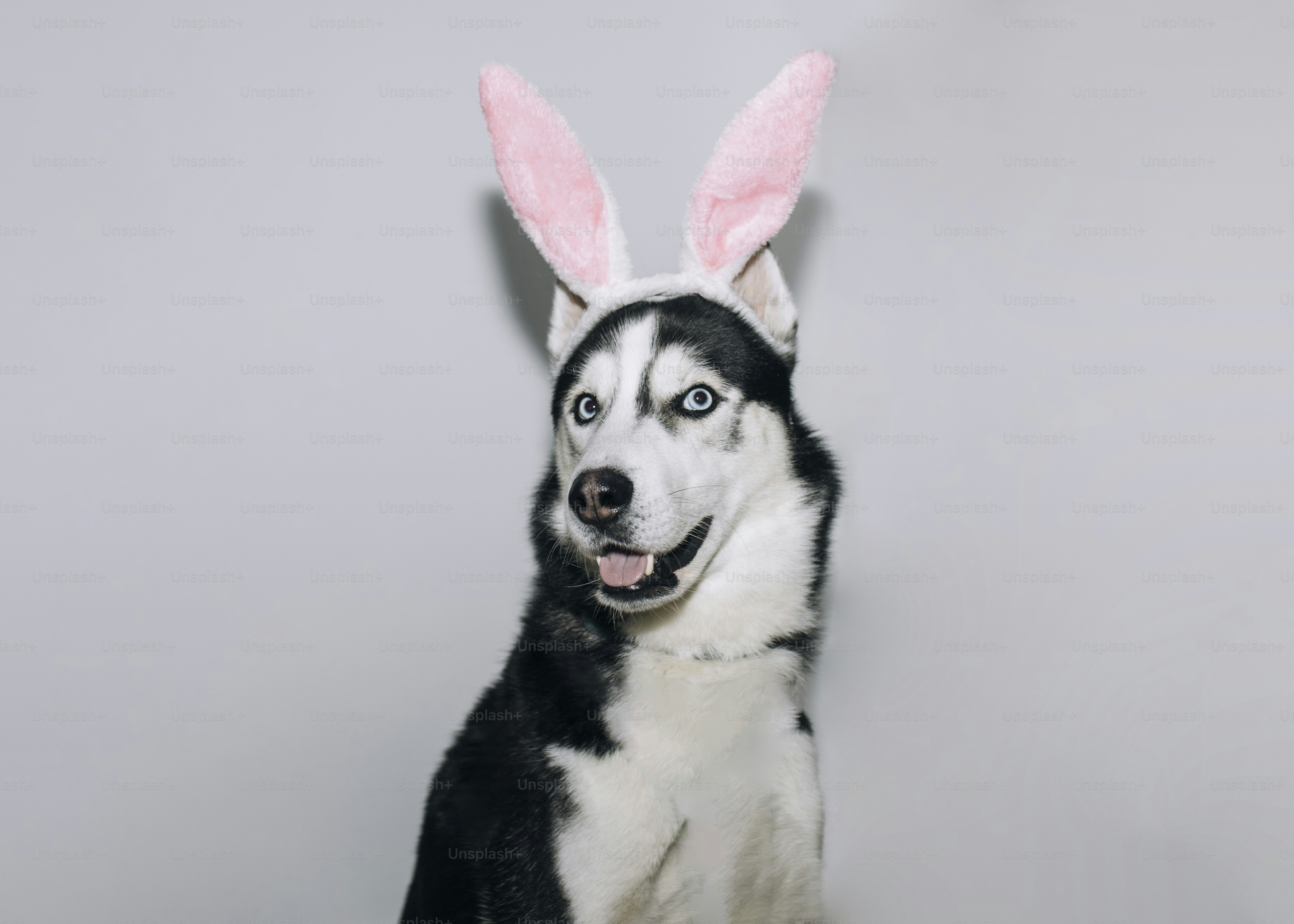 Husky mit pinken Hasenohren vor grauem Hintergrund