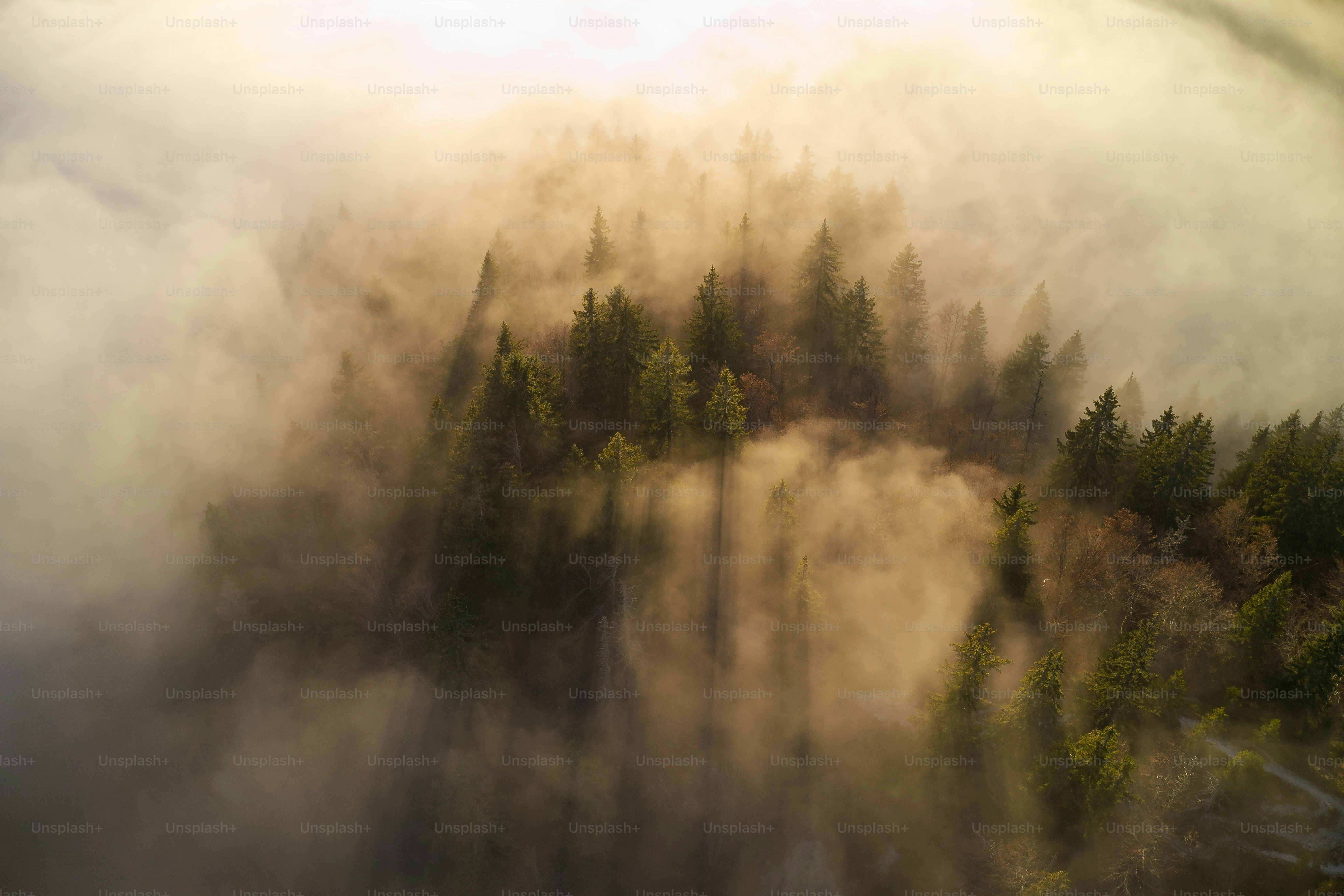 Misty forest trees with golden sunlight filtering through.