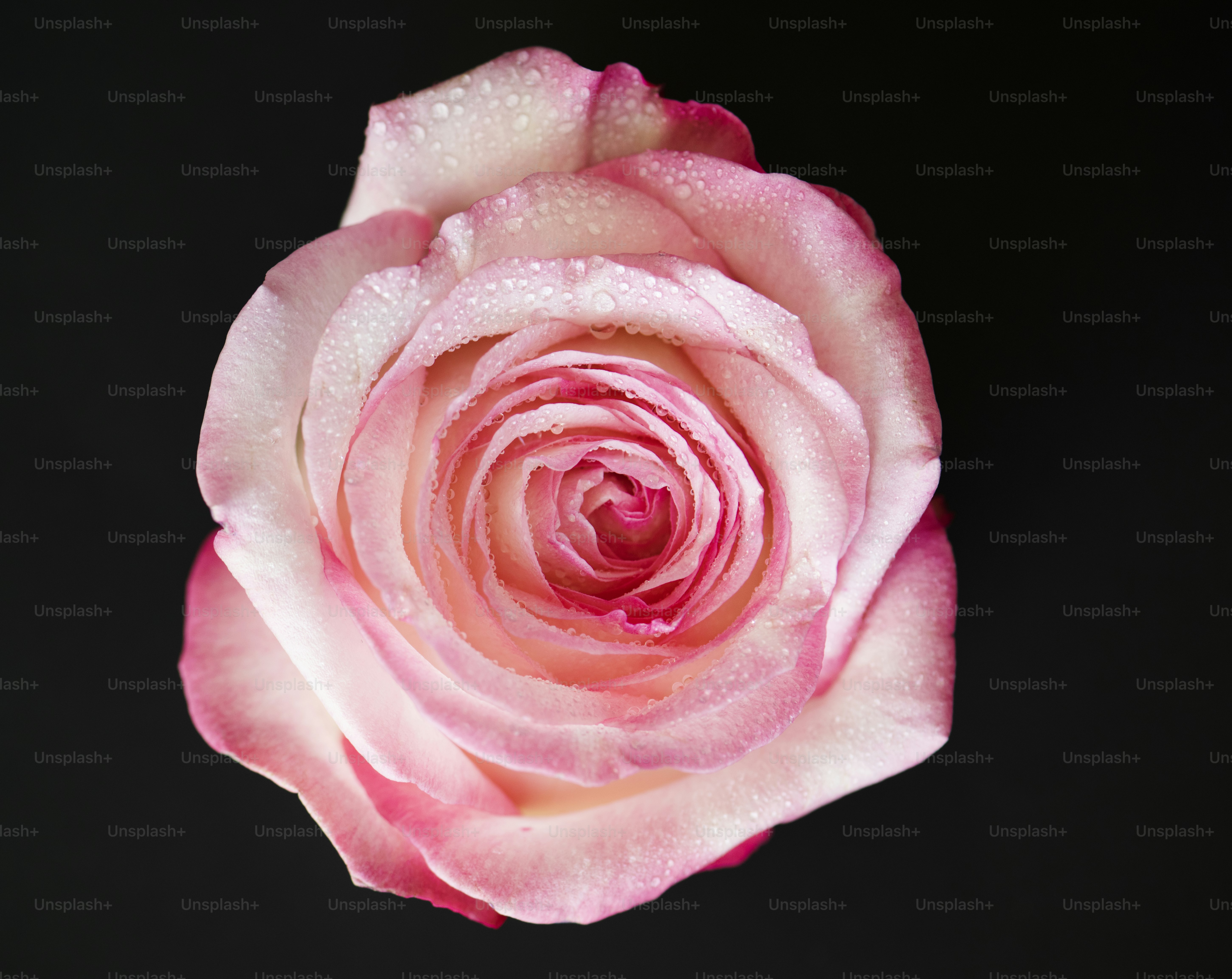 Closeup of blooming pink rose - Photo on Unsplash+