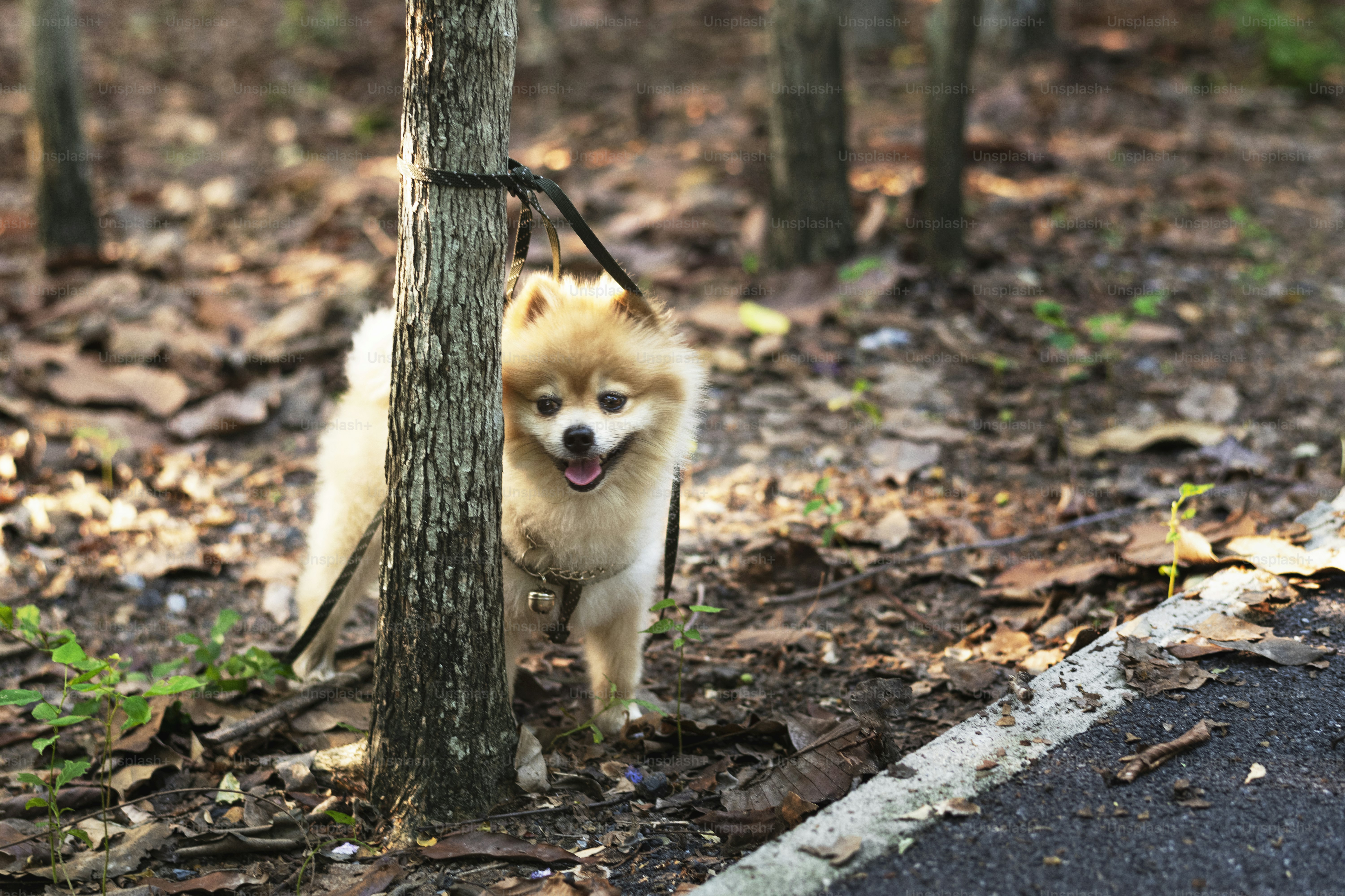 Pomeranian menunggu pemiliknya
