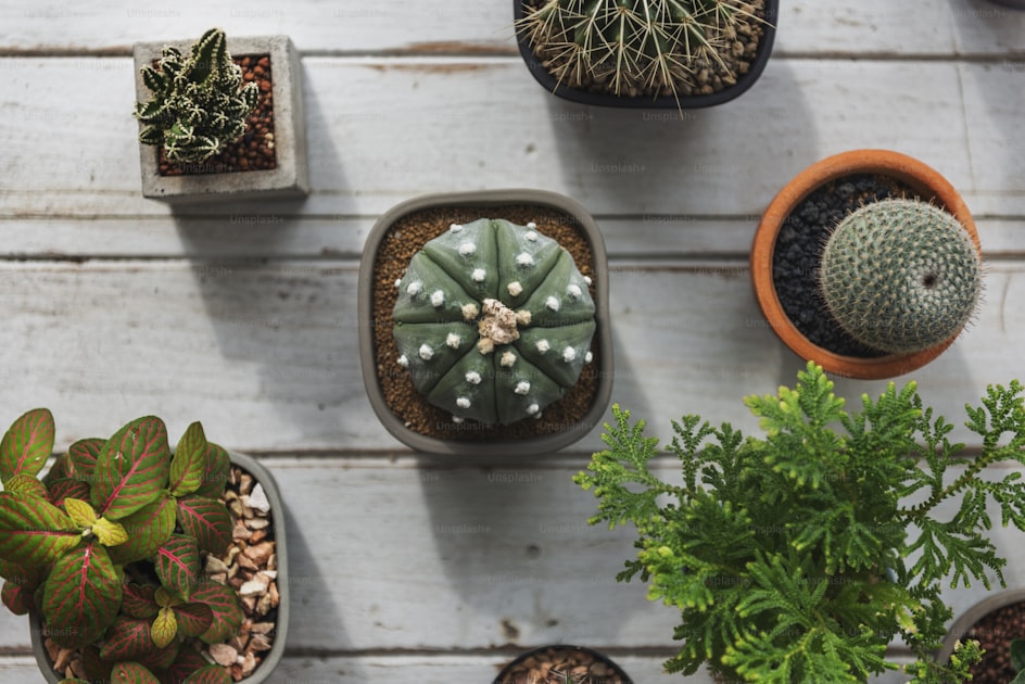 Balcony succulents low maintenance — helpful reference illustration
