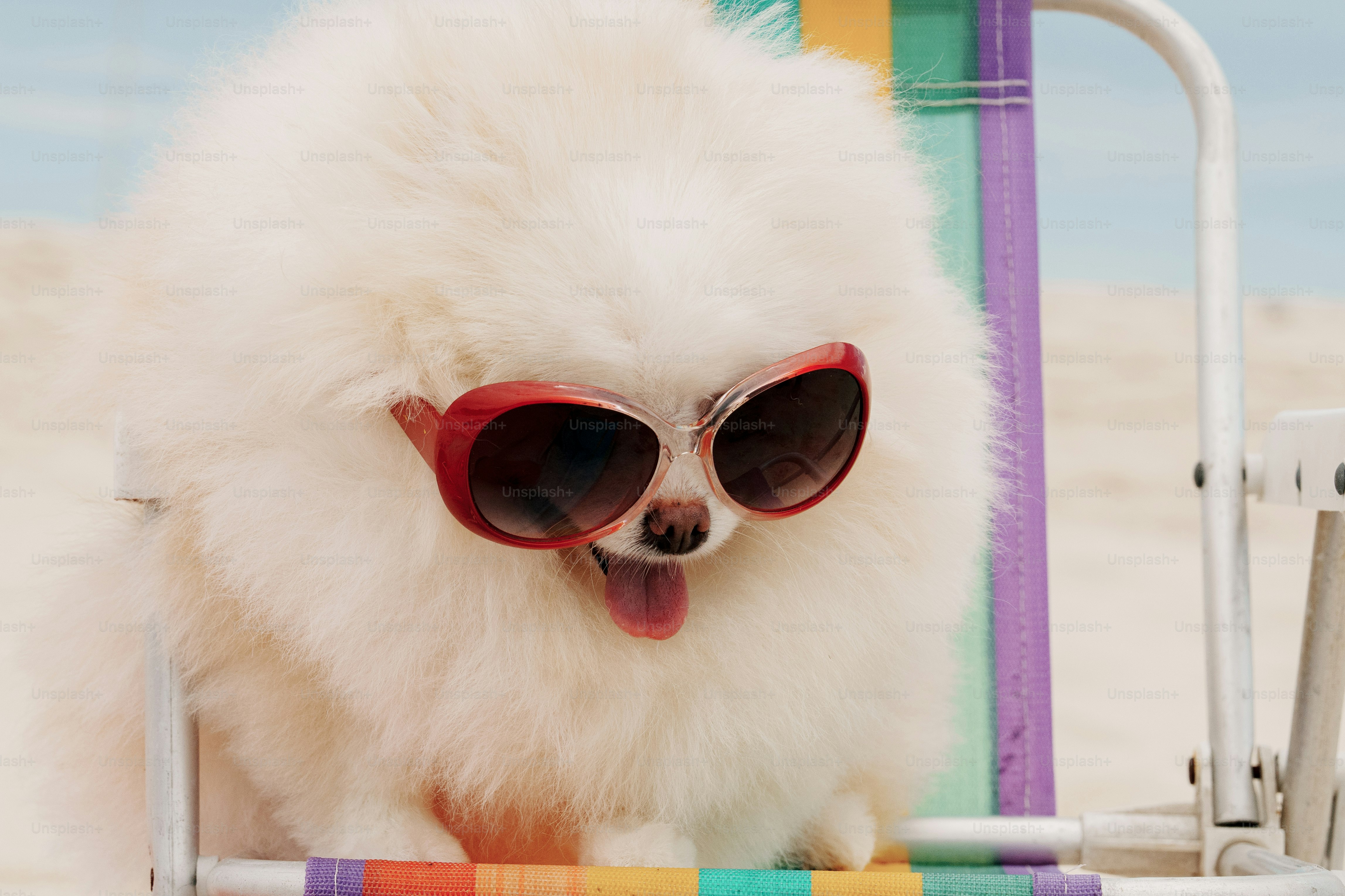 Fluffy dog wearing sunglasses on a beach chair photo – Animal Image on ...