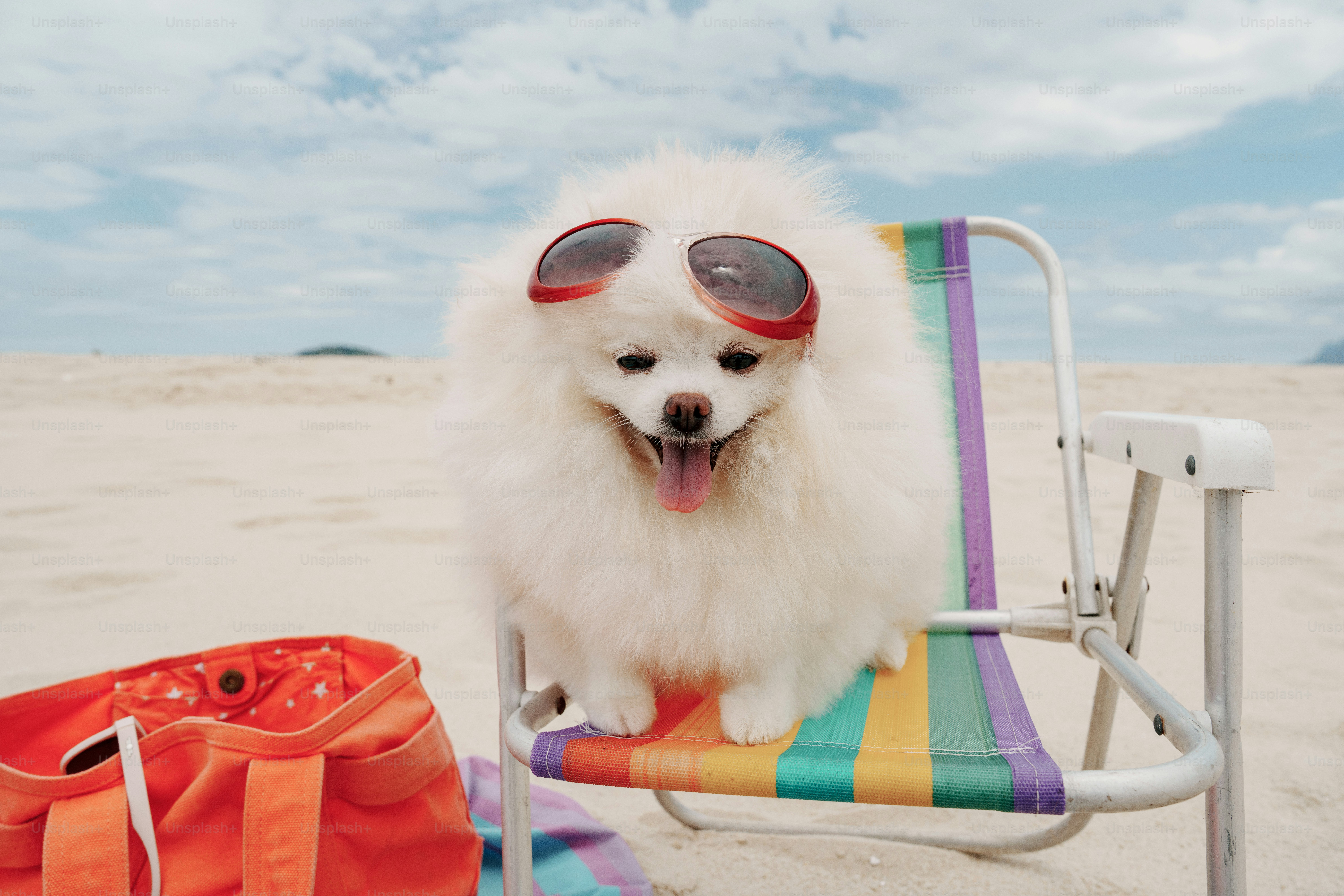 Fluffy dog wearing sunglasses on a beach chair photo – Animal Image on ...