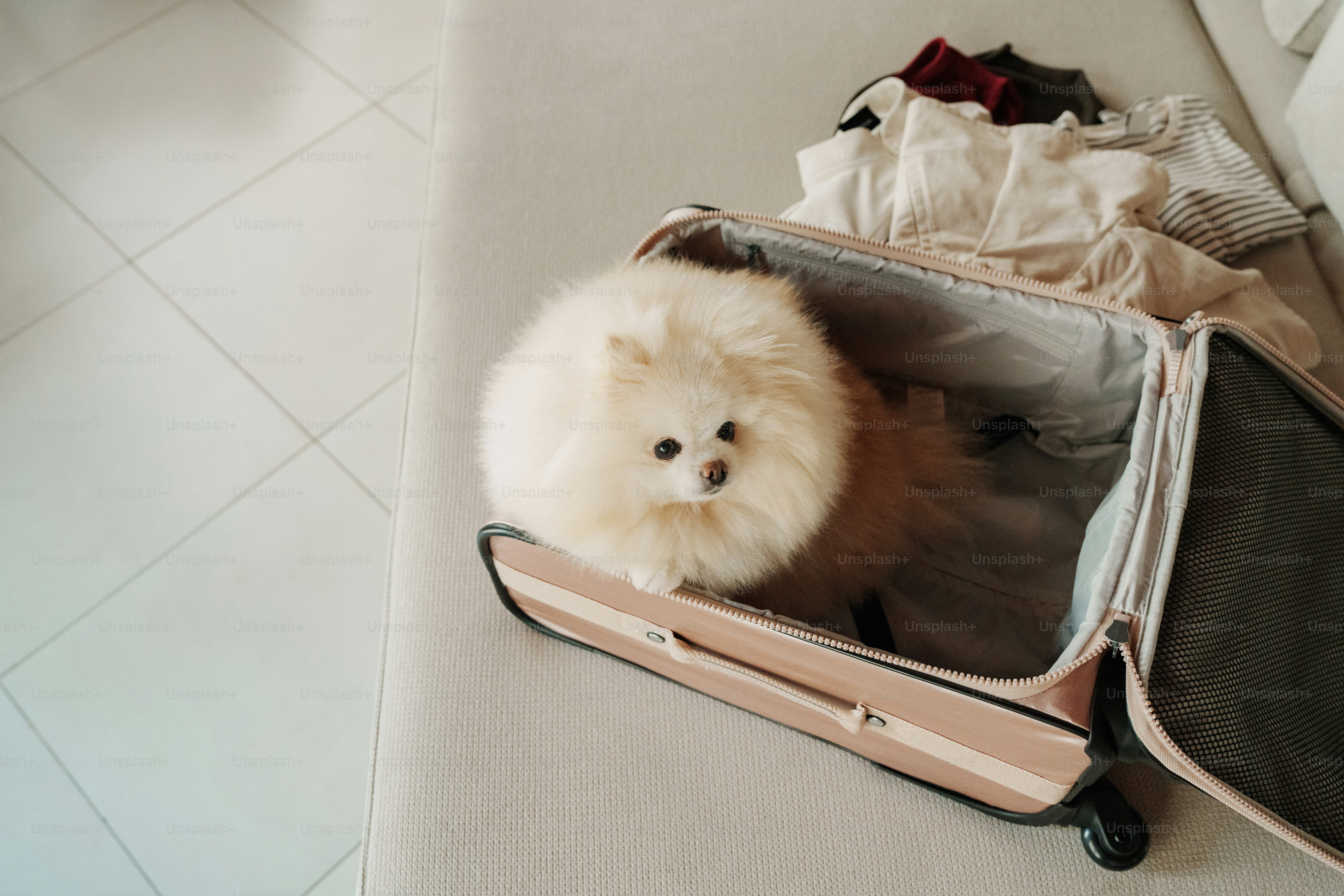 Fluffy white dog sits in an open suitcase with clothes.