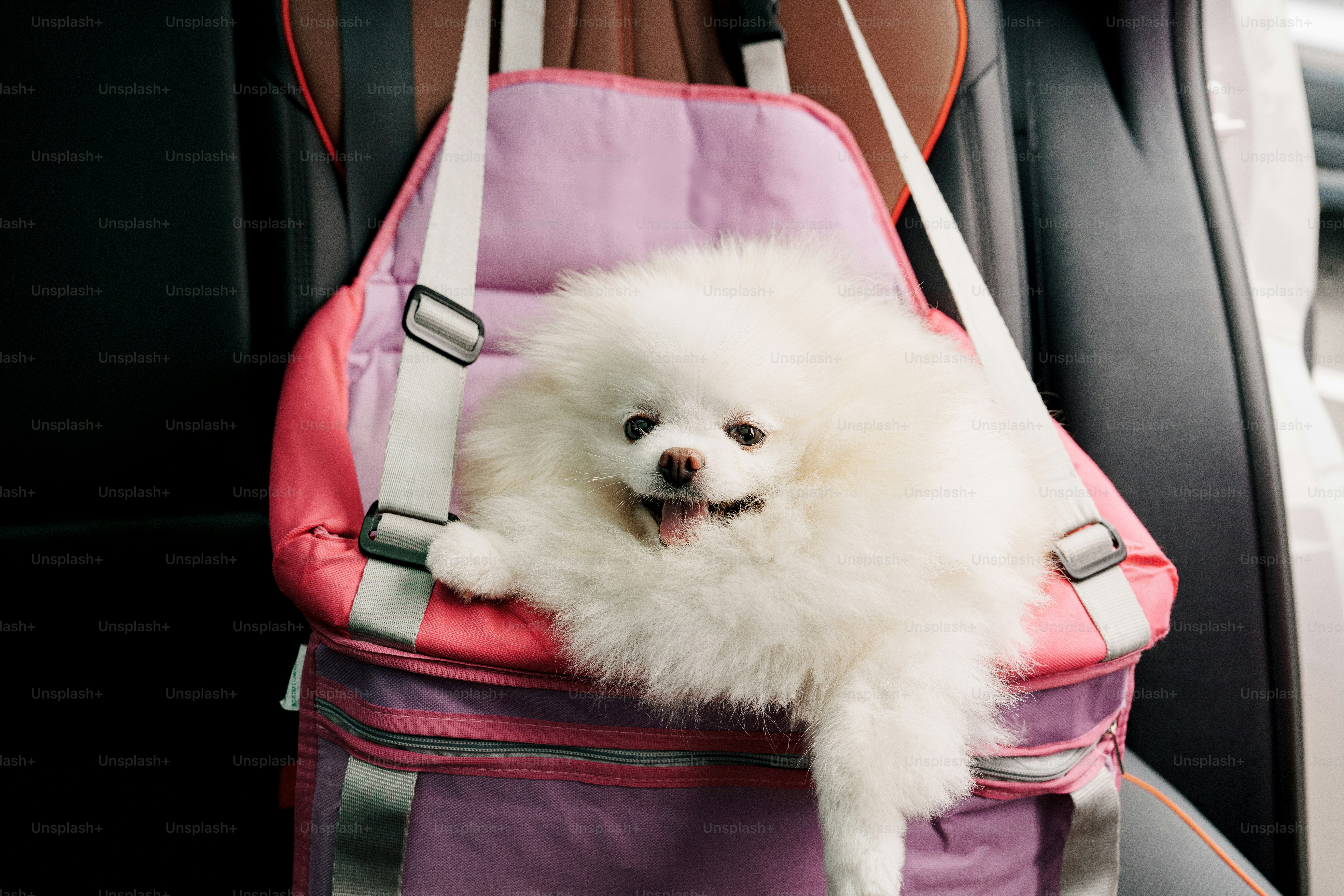 How Can You Stabilize an Injured Exotic Pet Before Reaching a Veterinarian?