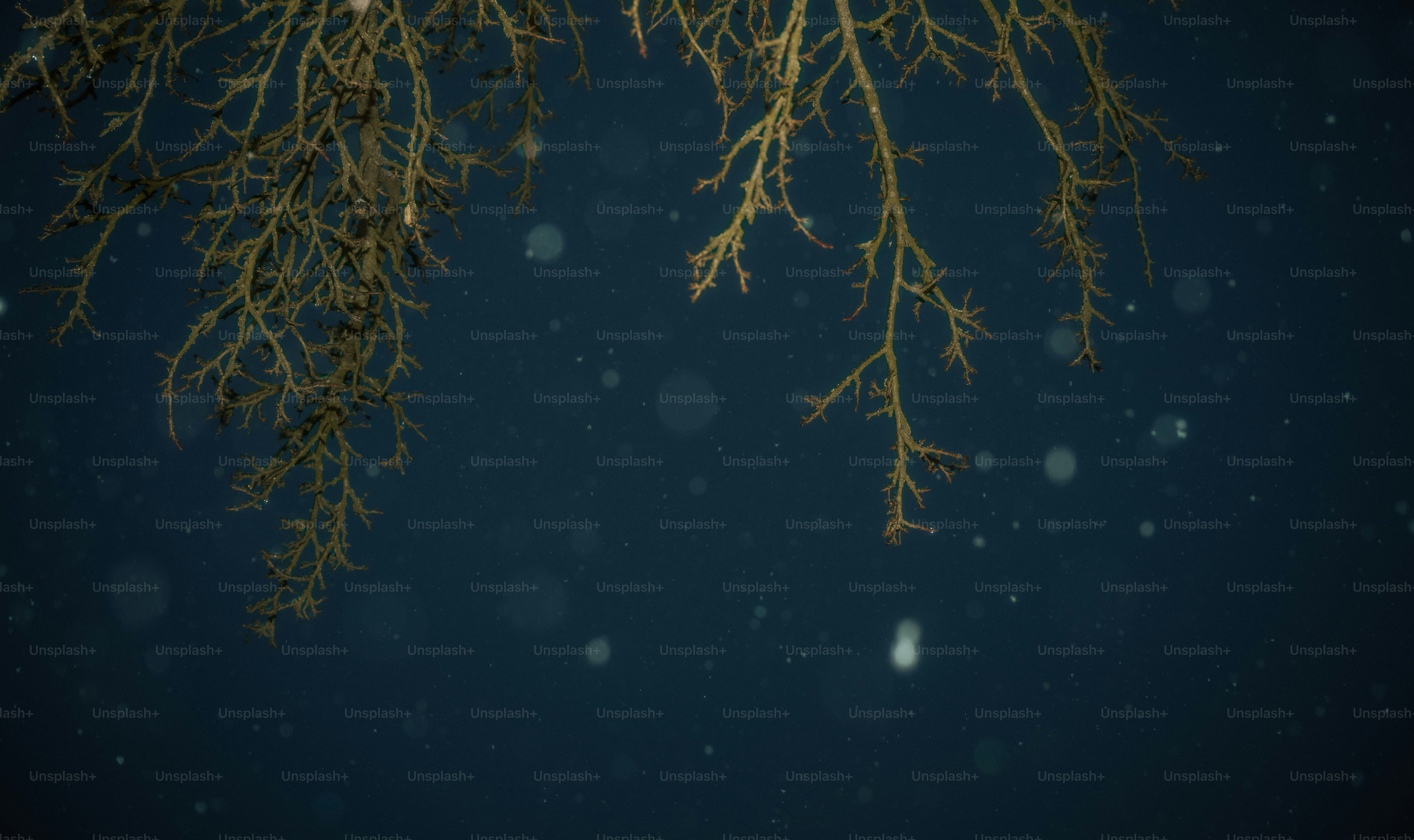 Bare tree branches against a dark, snowy sky