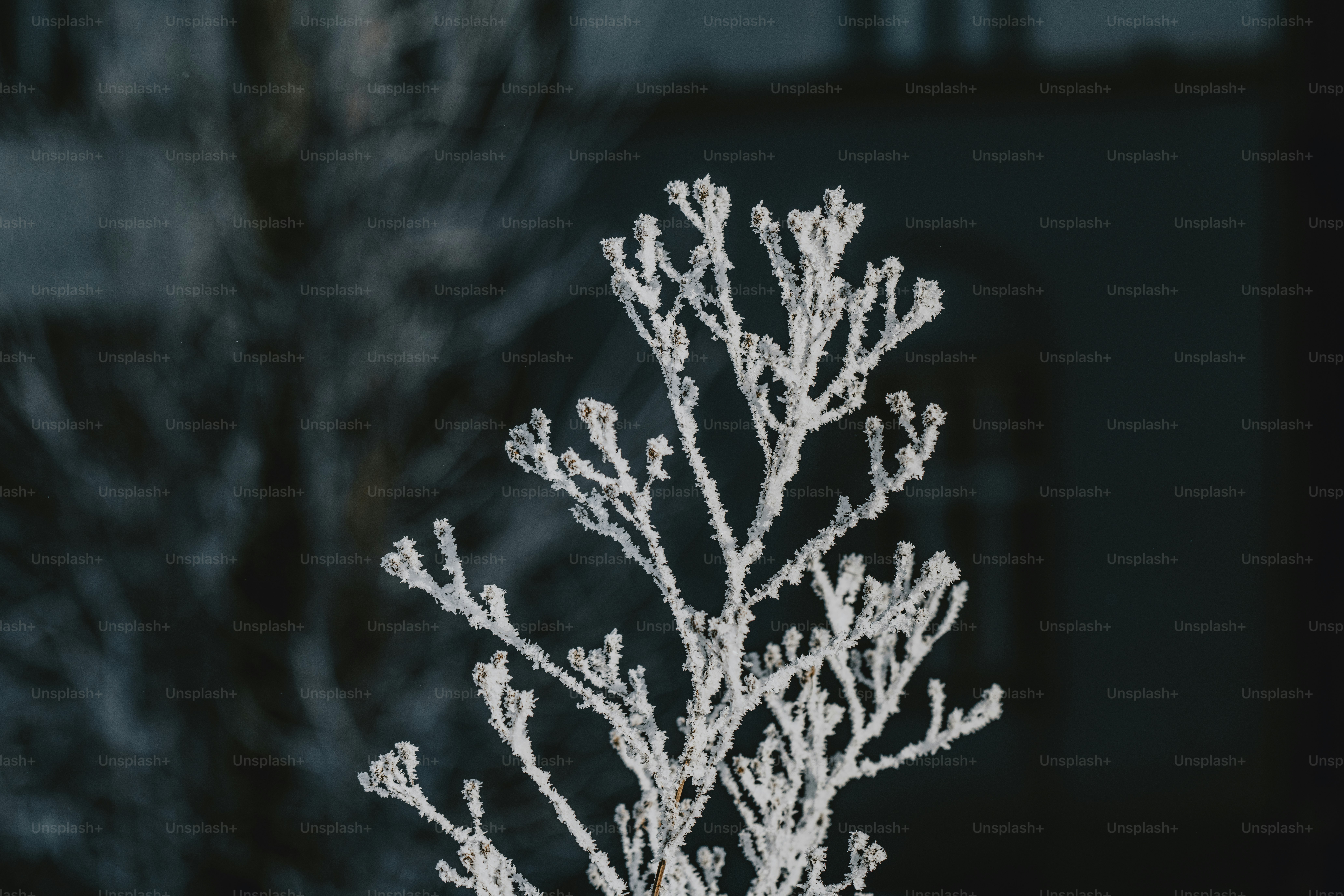 Uma planta delicada coberta de geada