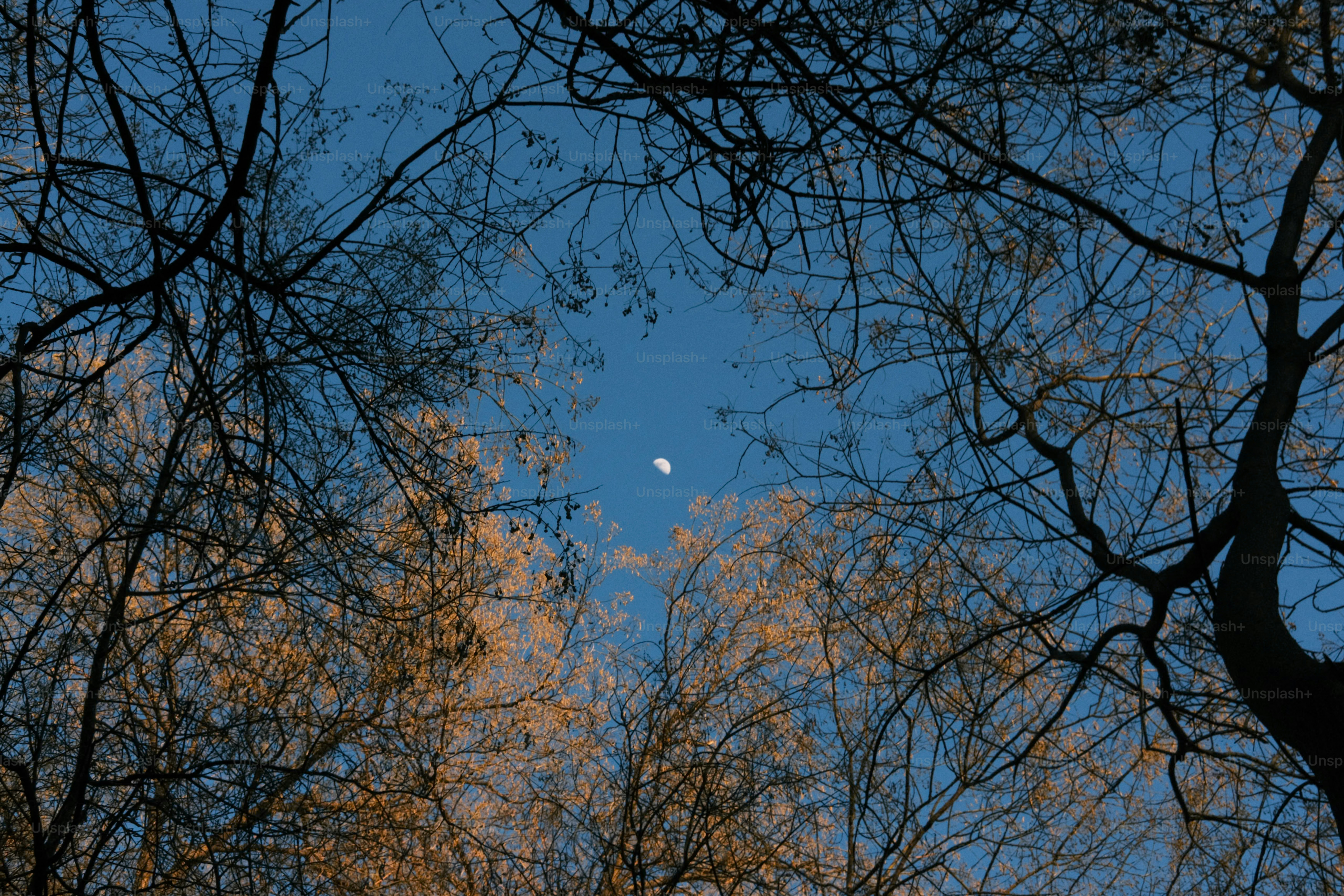 Ramas de árbol desnudo contra un cielo crepuscular con luna.