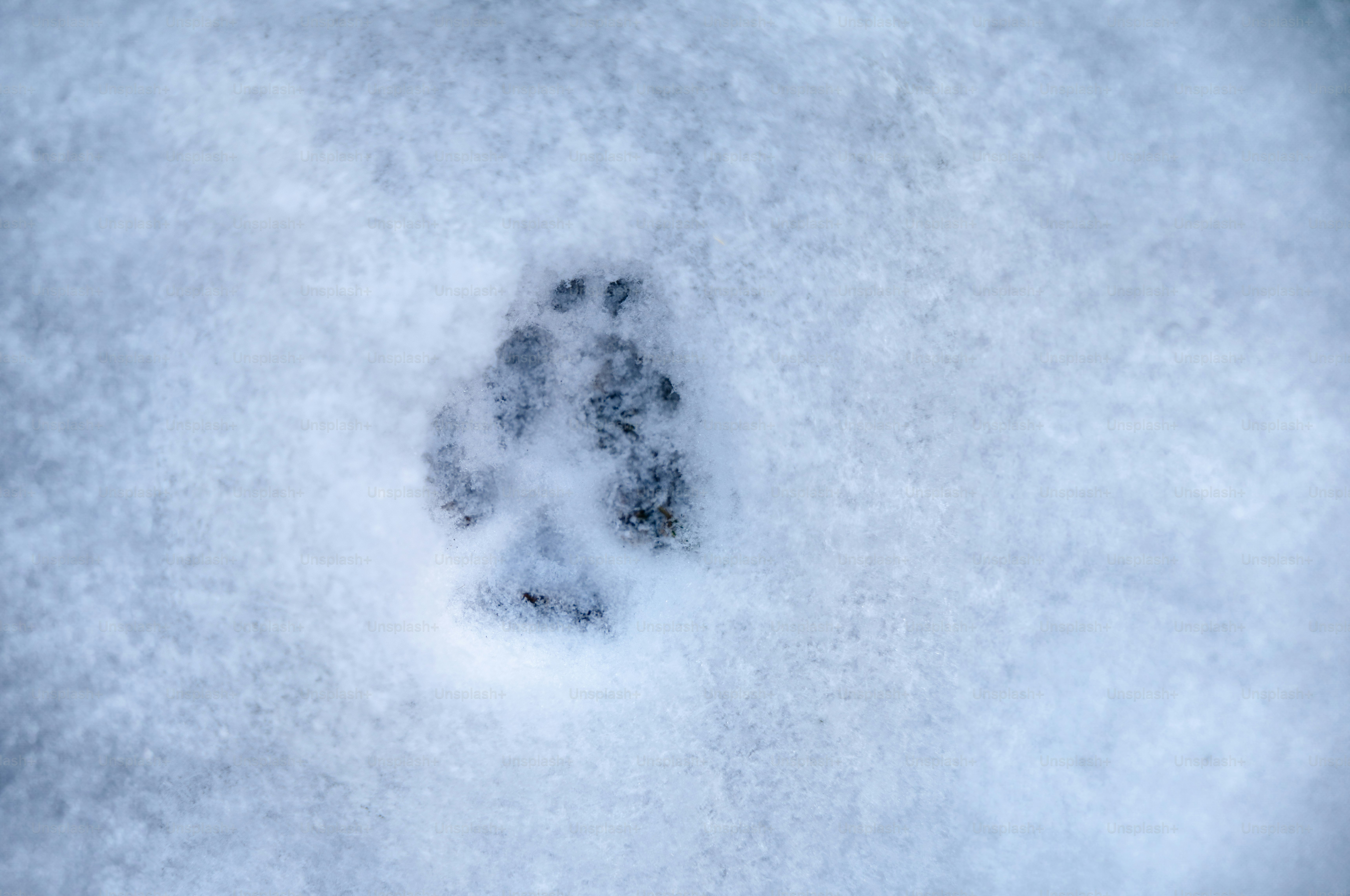 Una sola huella de pata animal en nieve fresca.
