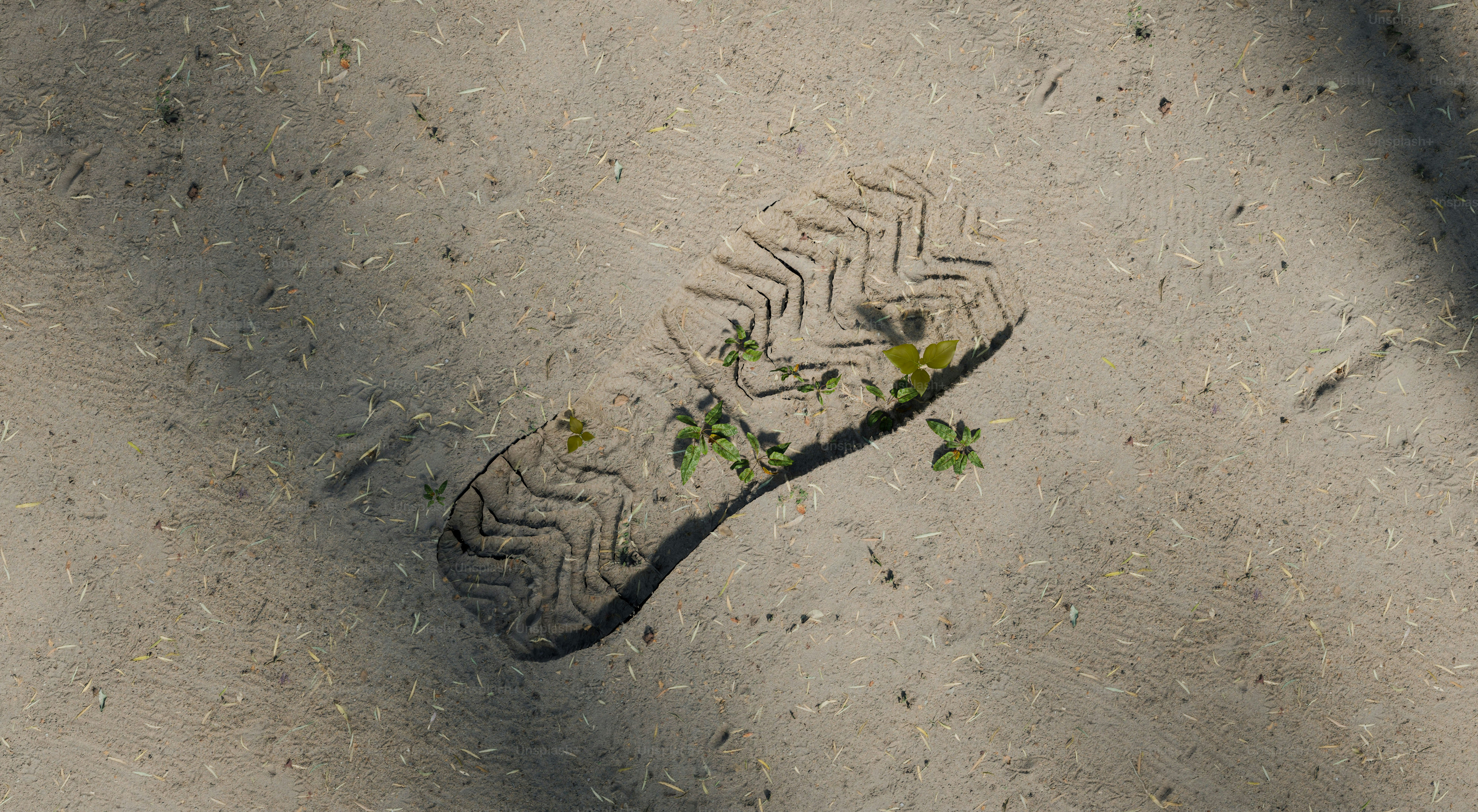 Eine Schuhsohle mit kleinen Pflanzen, die darin wachsen.