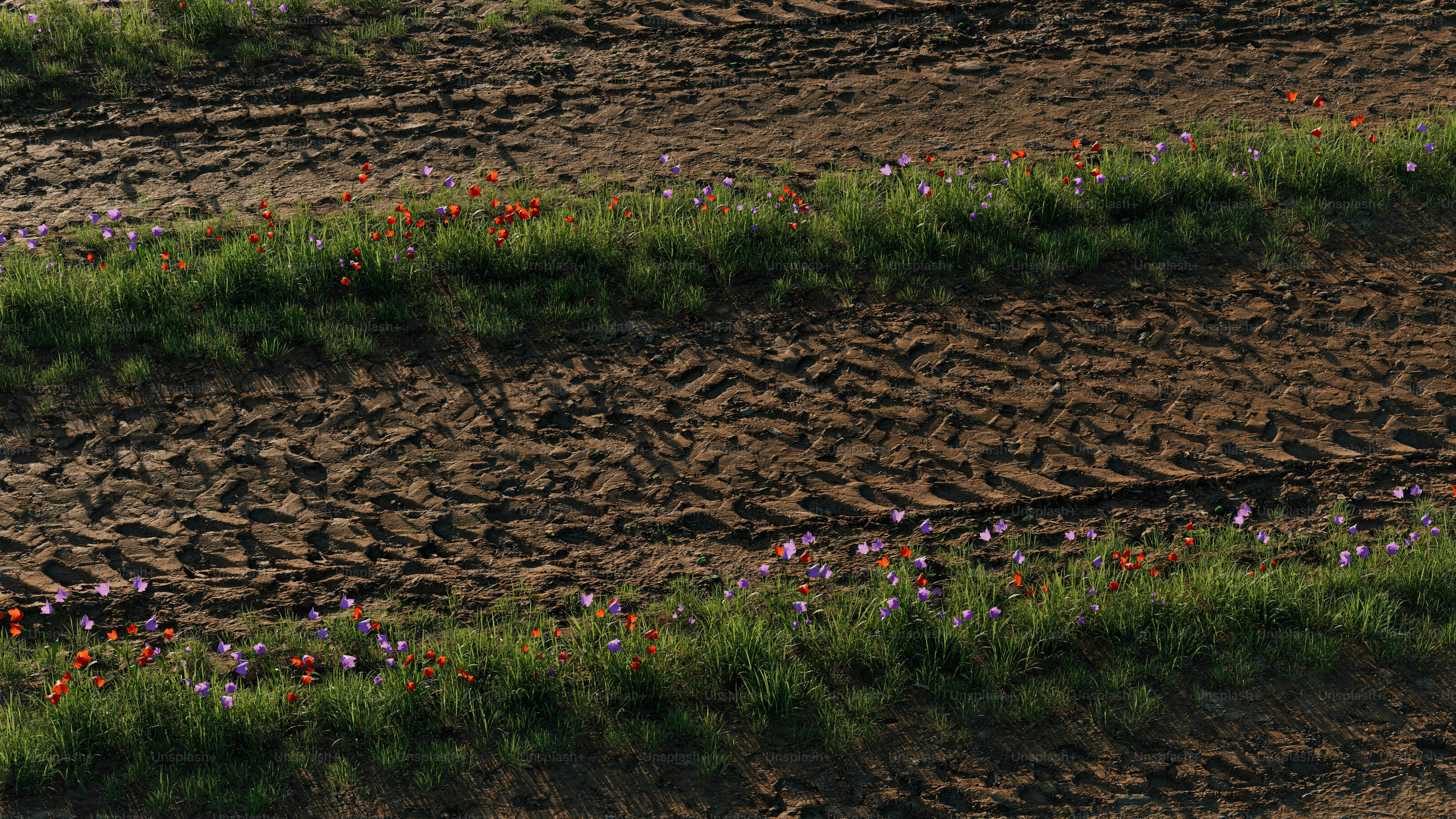 Small wildflowers bloom along a muddy, tire-tracked field.