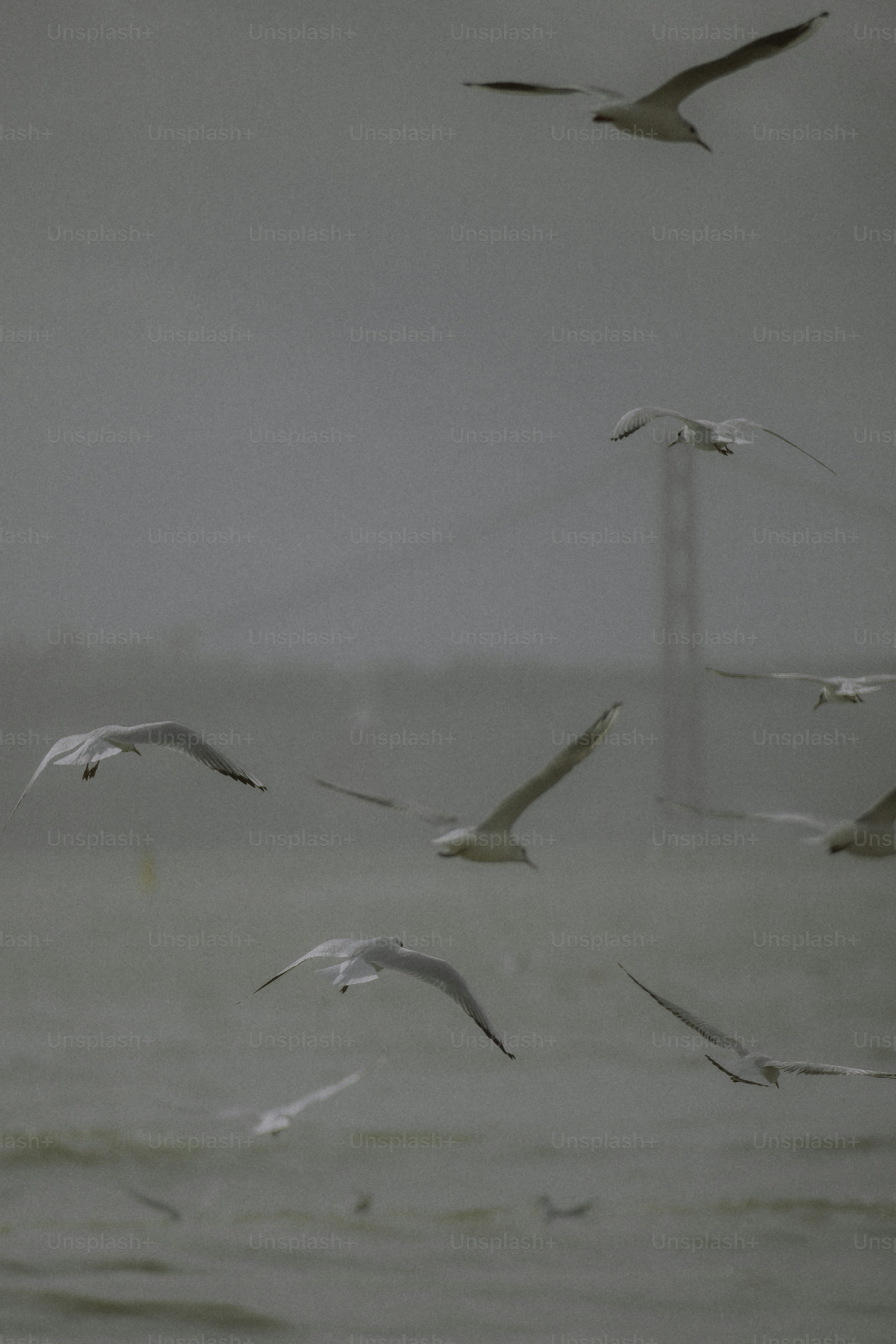 Seagulls flying over the water with a bridge.
