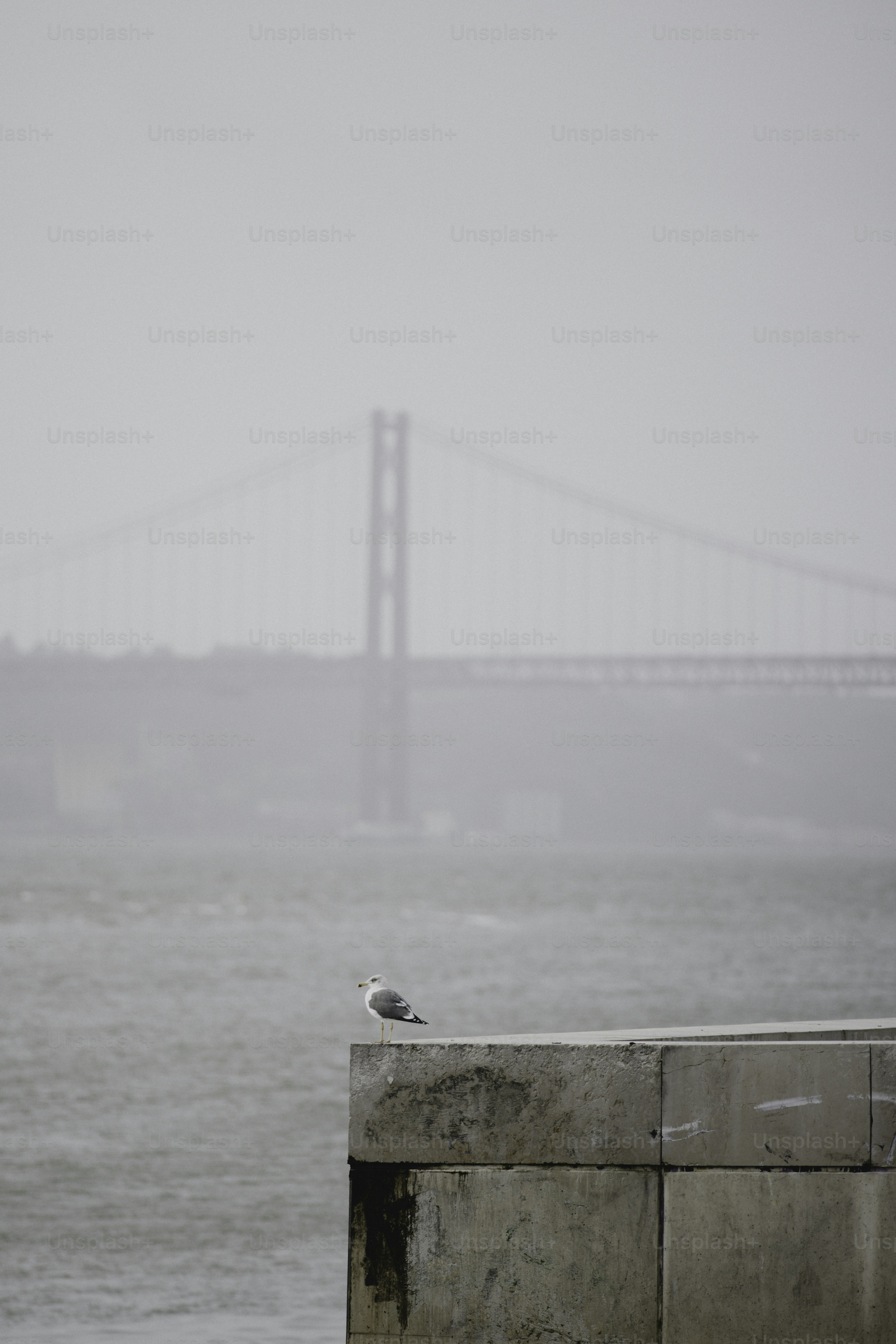 霧の中の橋のある壁のカモメ