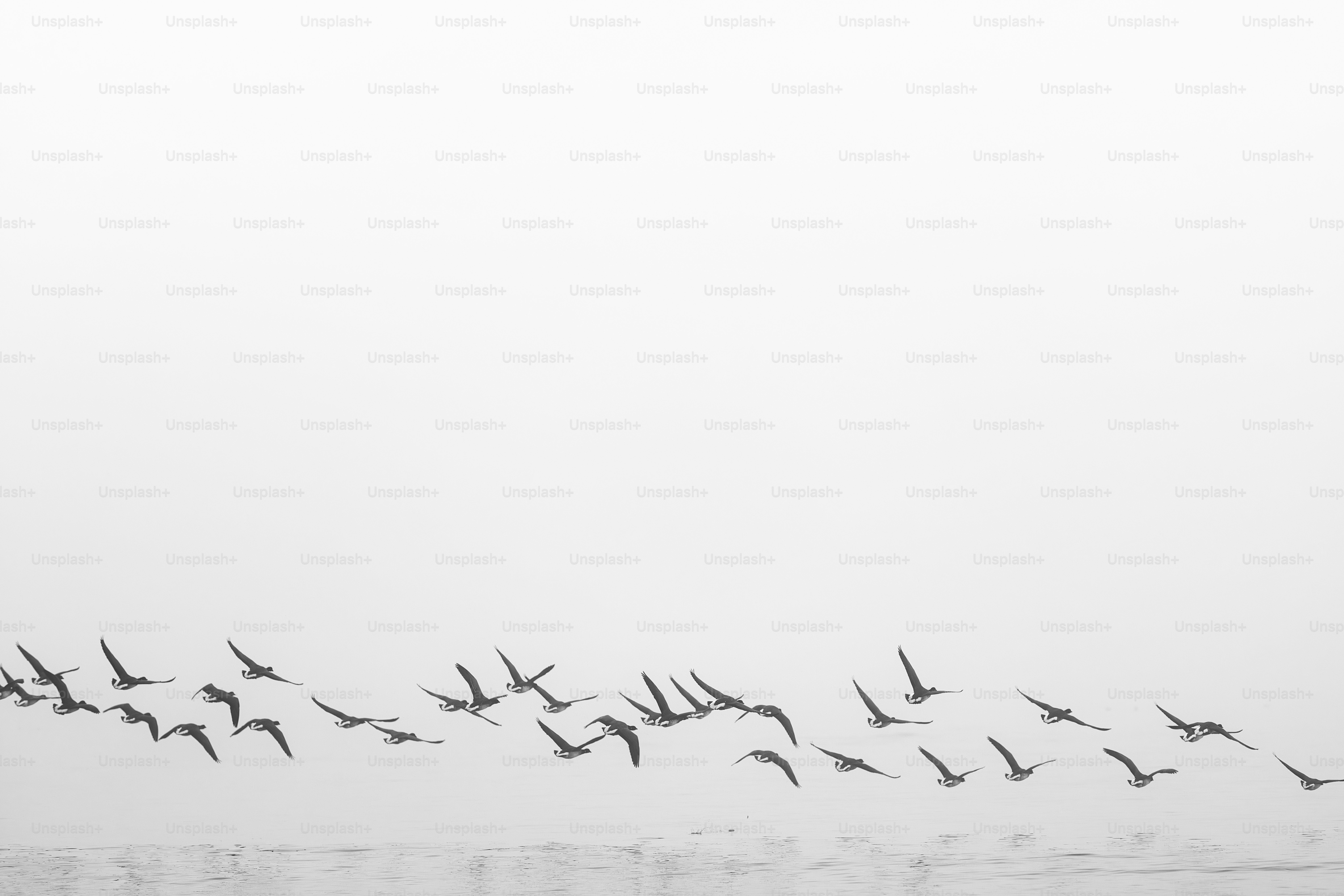 Flock of birds flying in a clear sky