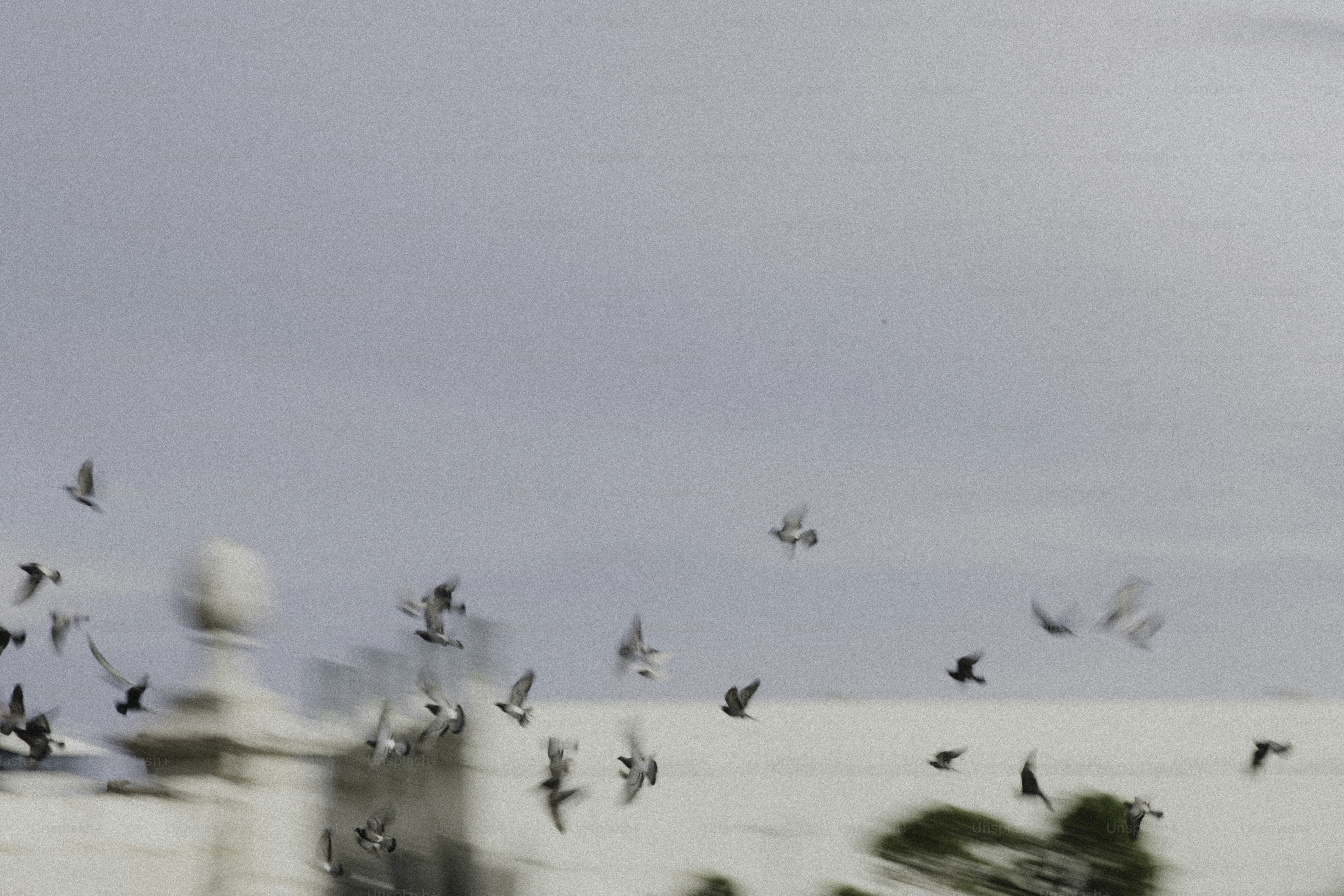 A flock of birds flying in the sky
