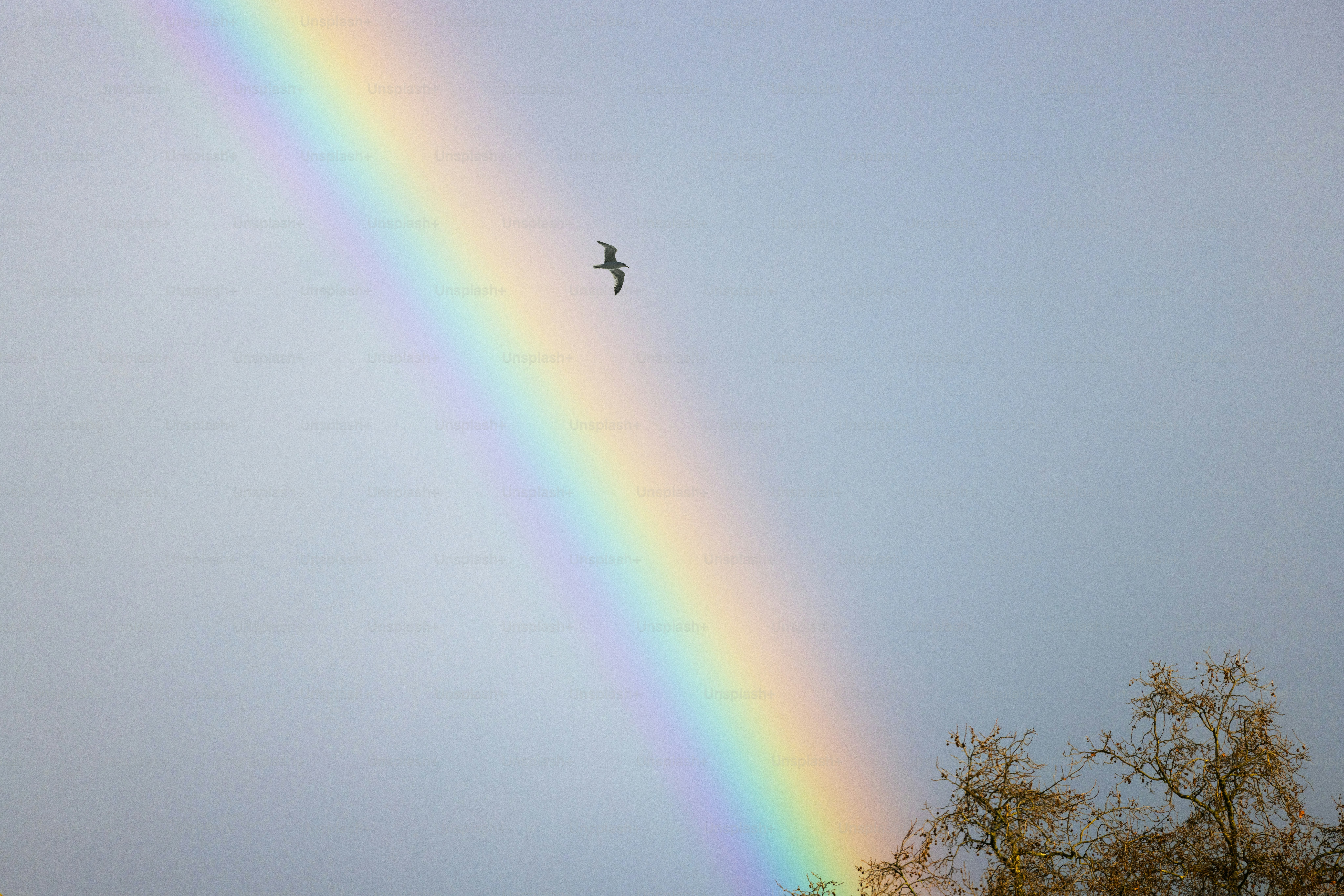 鳥が空の虹を横切って飛ぶ。