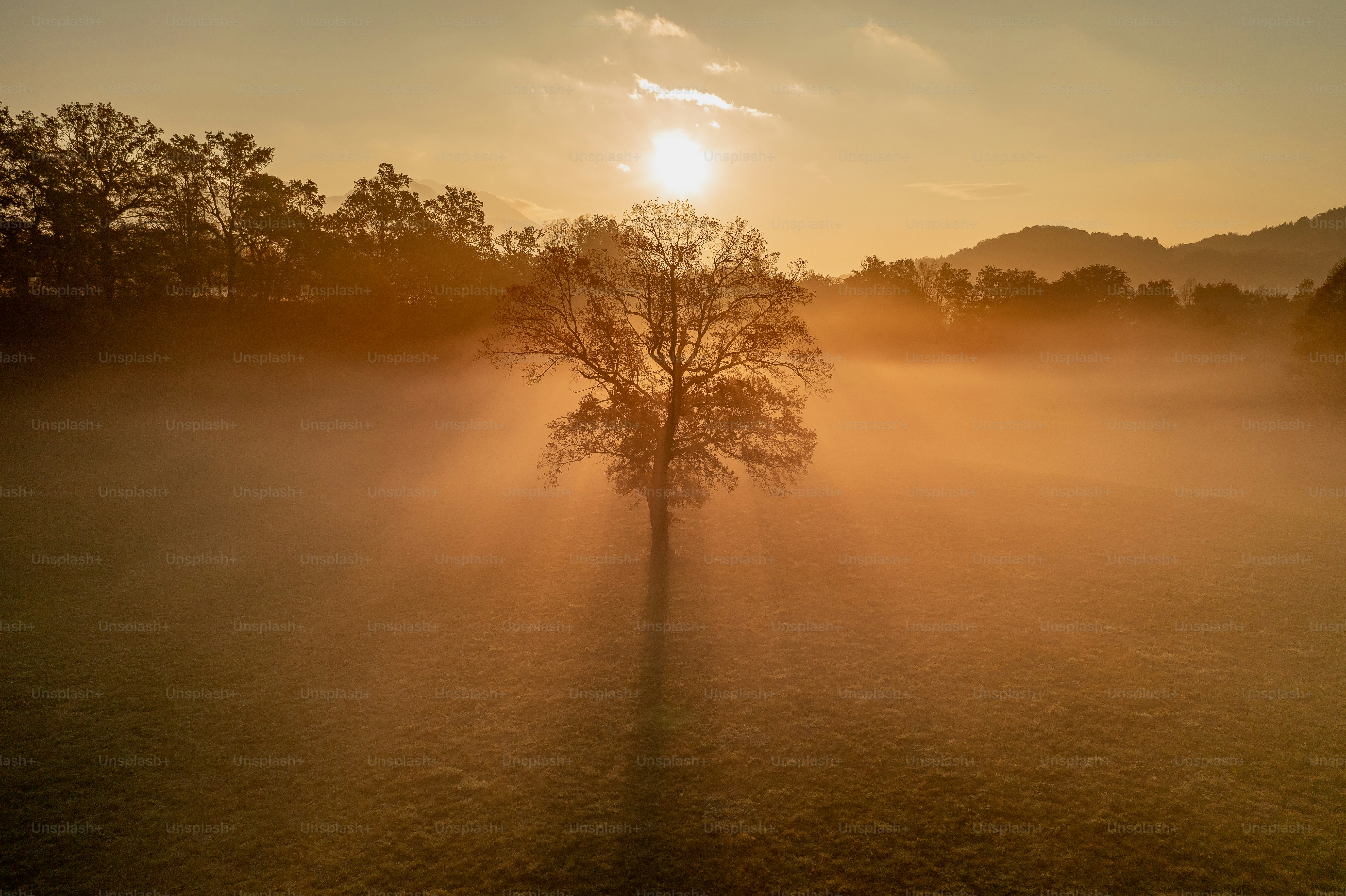 Einsamer Baum im Morgennebel mit Sonnenstrahlen