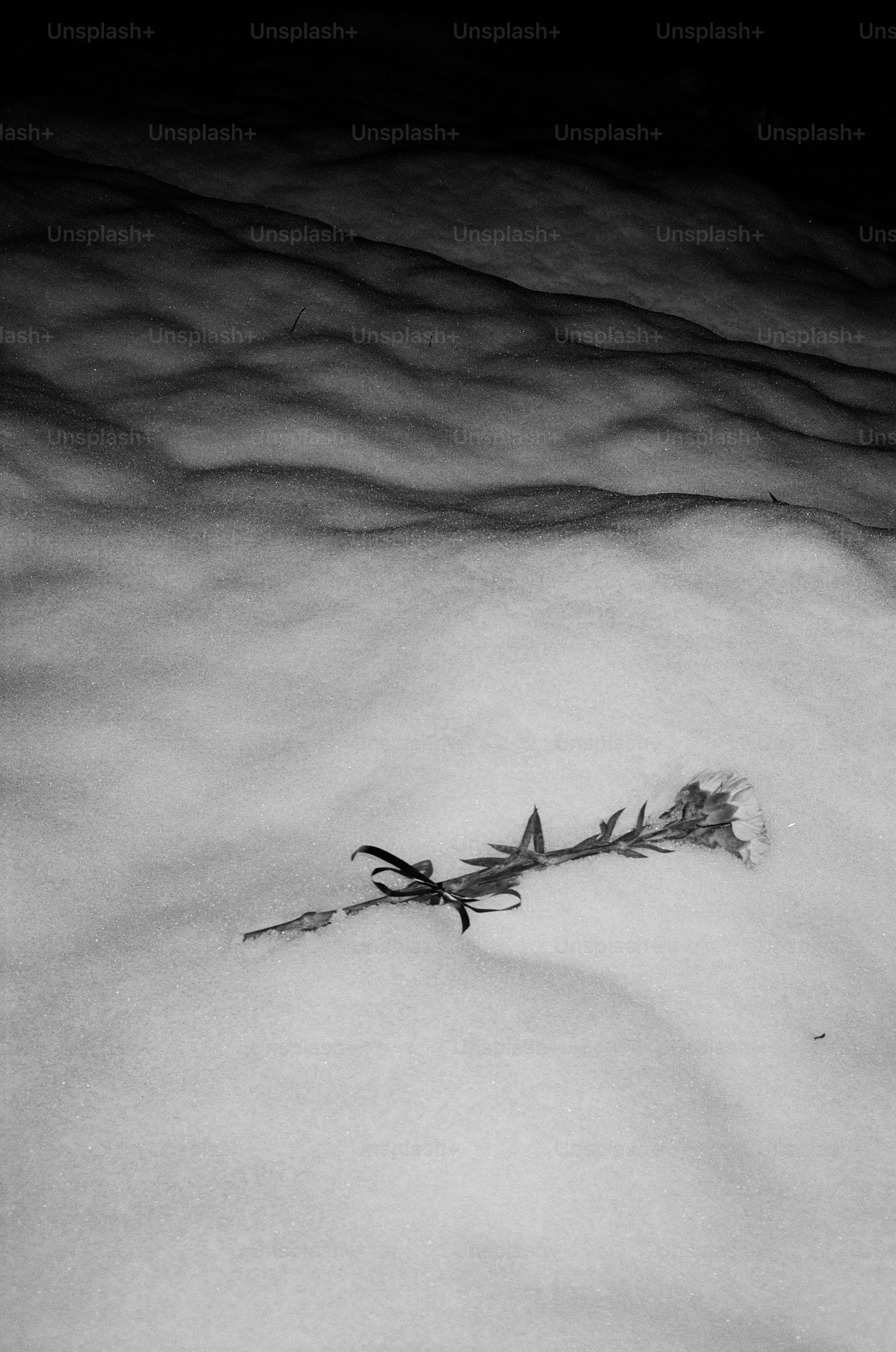 Eine einzelne Blume ruht auf schneebedecktem Boden.