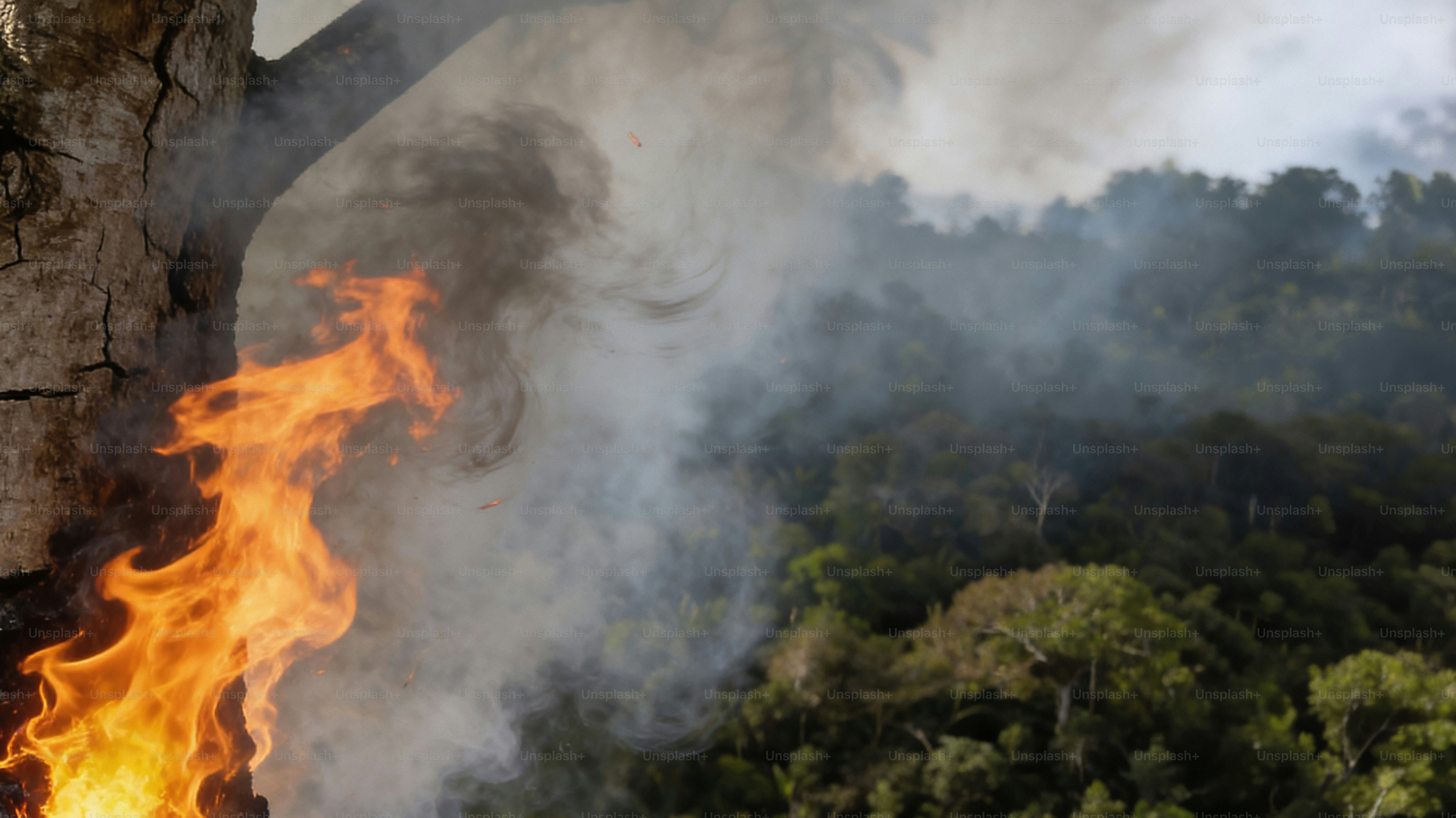 Flames and smoke engulf a tree in a forest