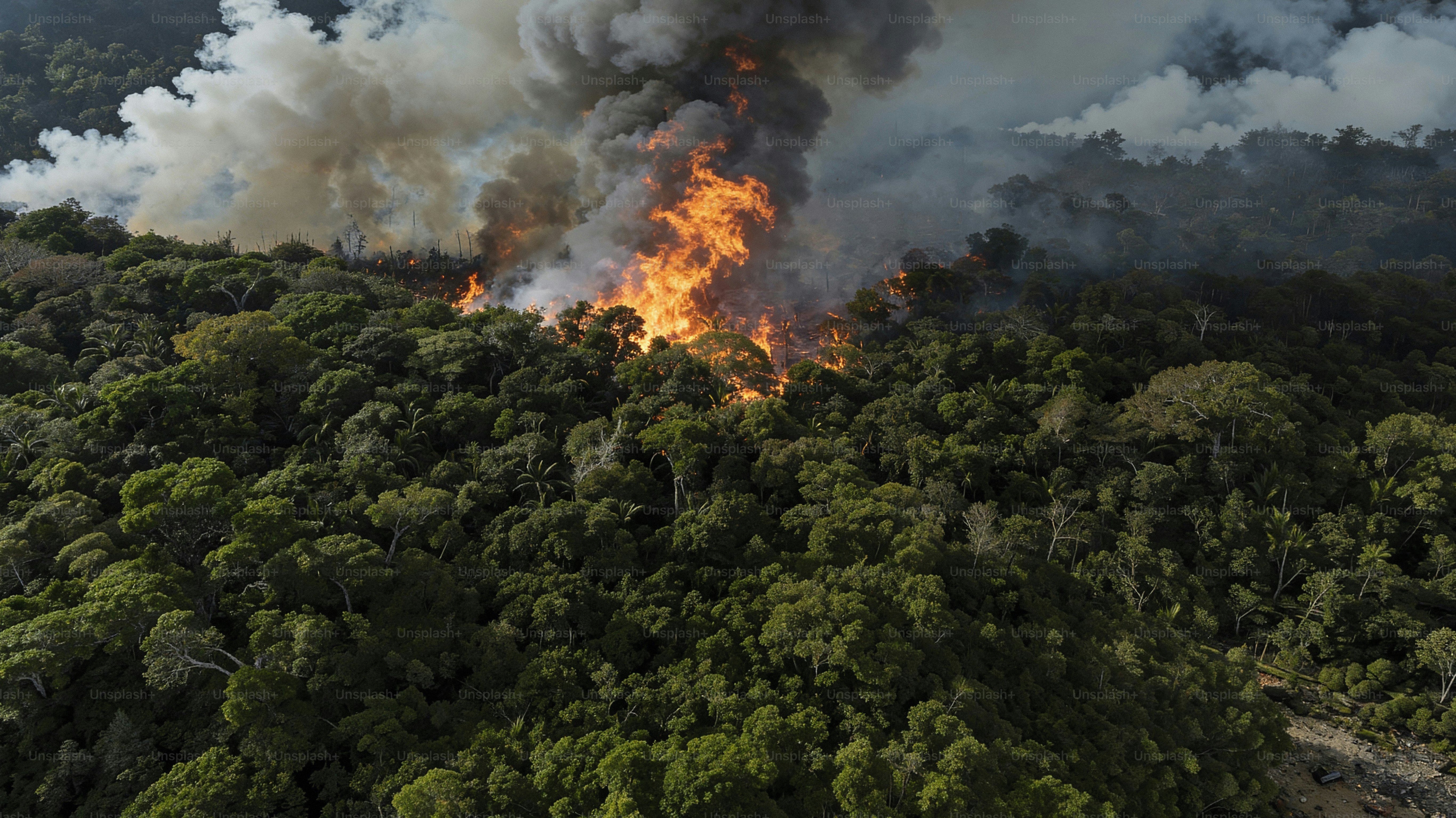 Forest fire burning with thick smoke rising.