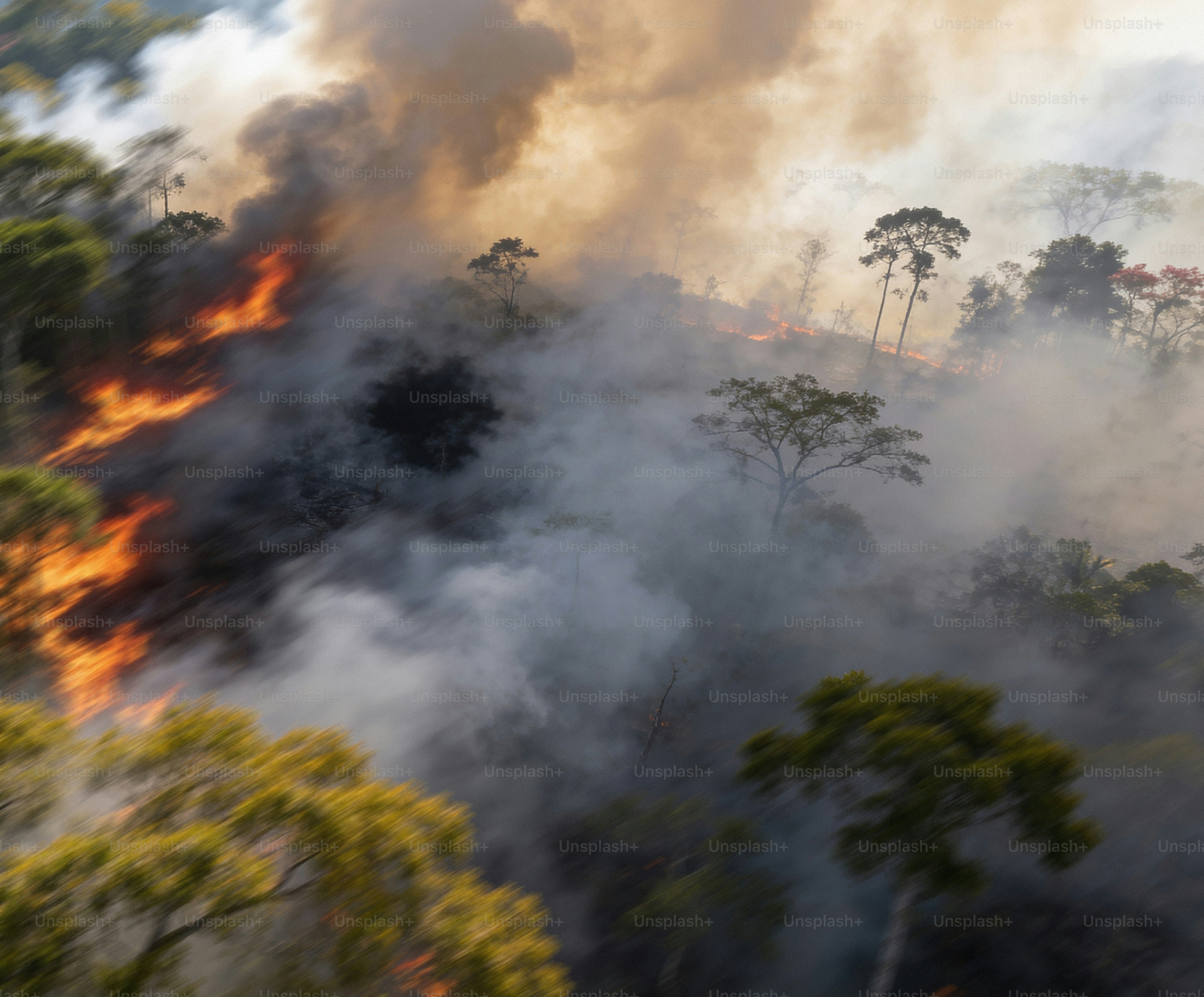 Forest fire with smoke and flames consuming trees.