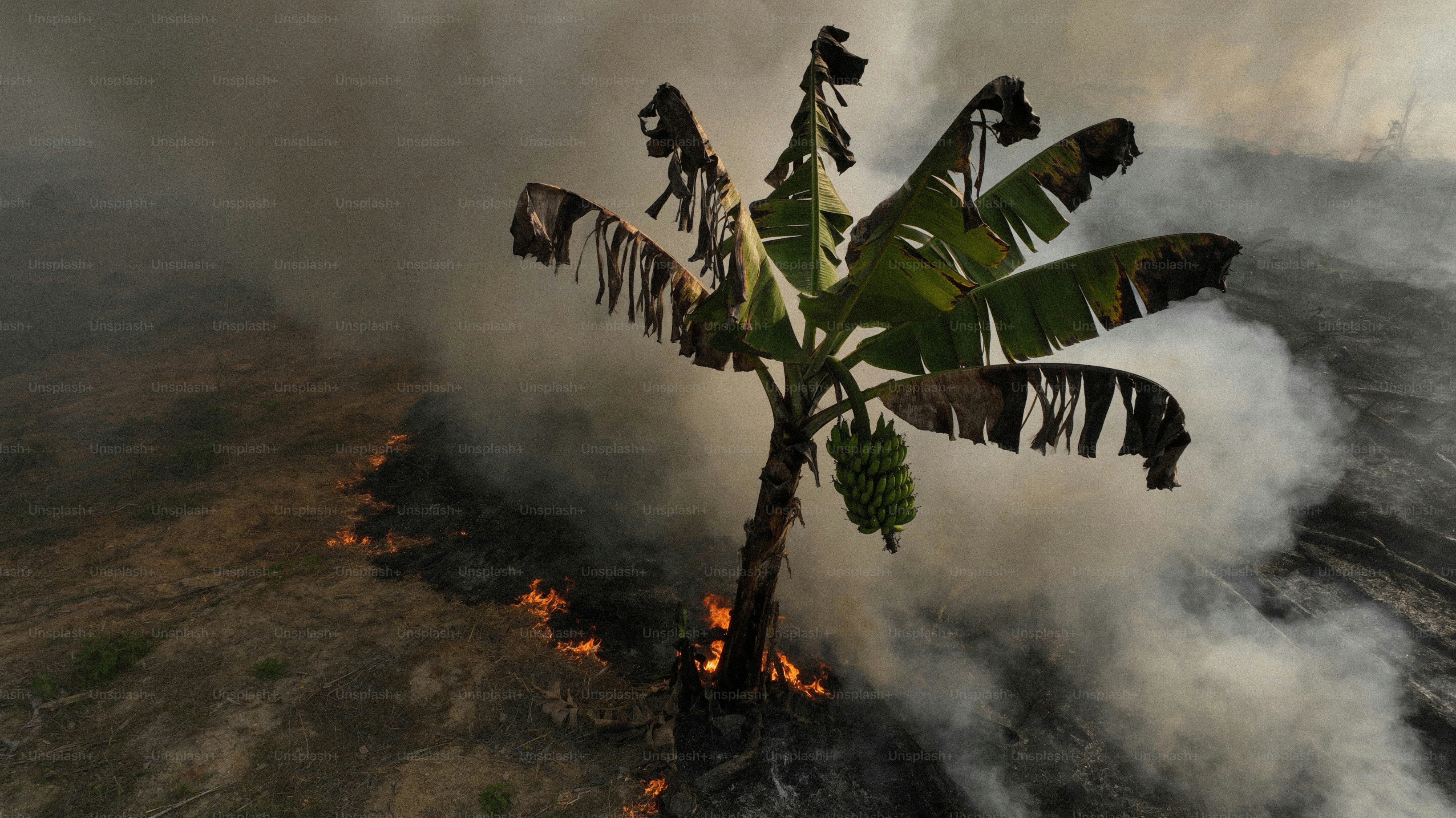 Banana tree surrounded by wildfire and smoke