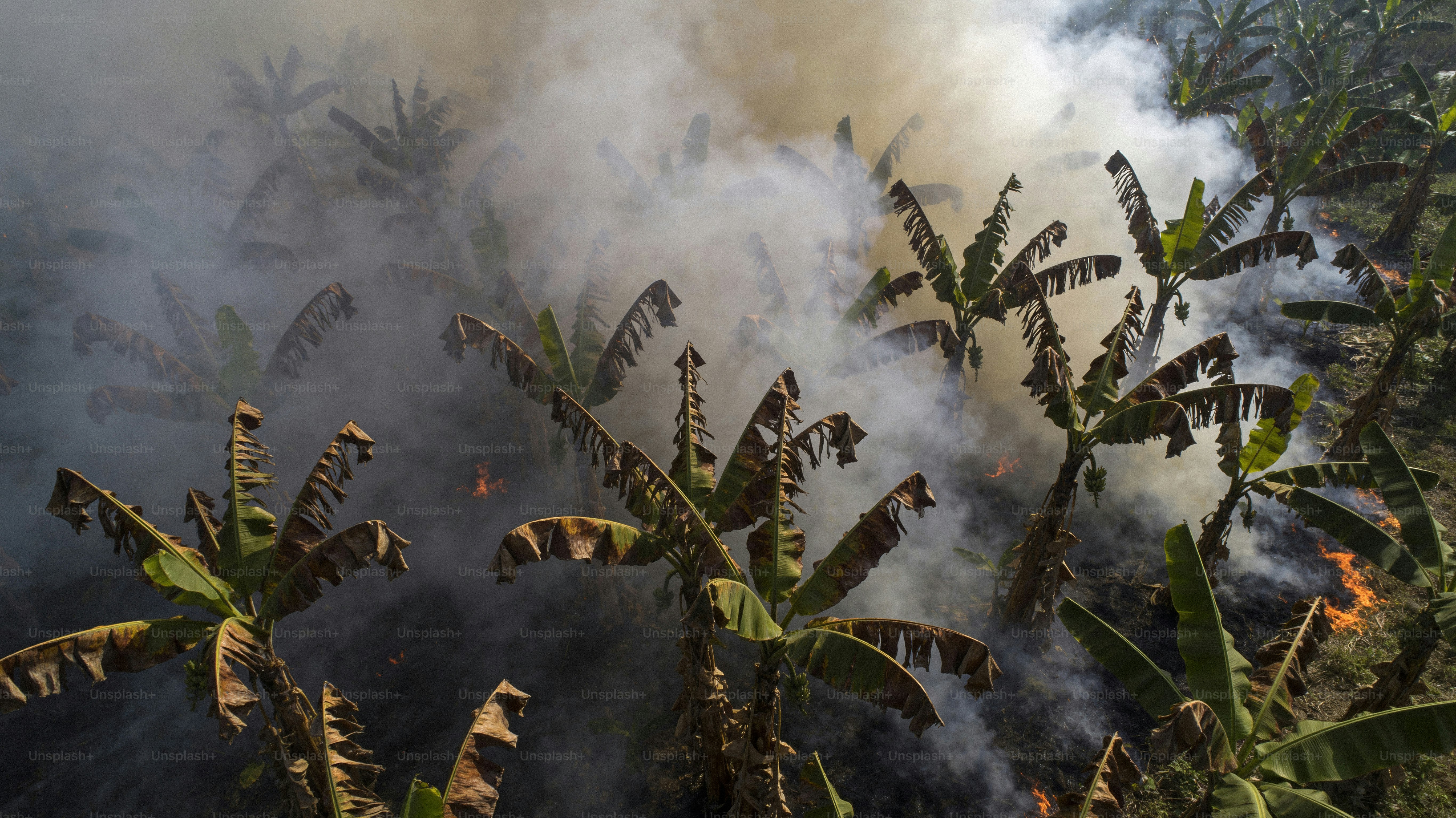 Plátanos envueltos en humo y llamas durante un incendio forestal.