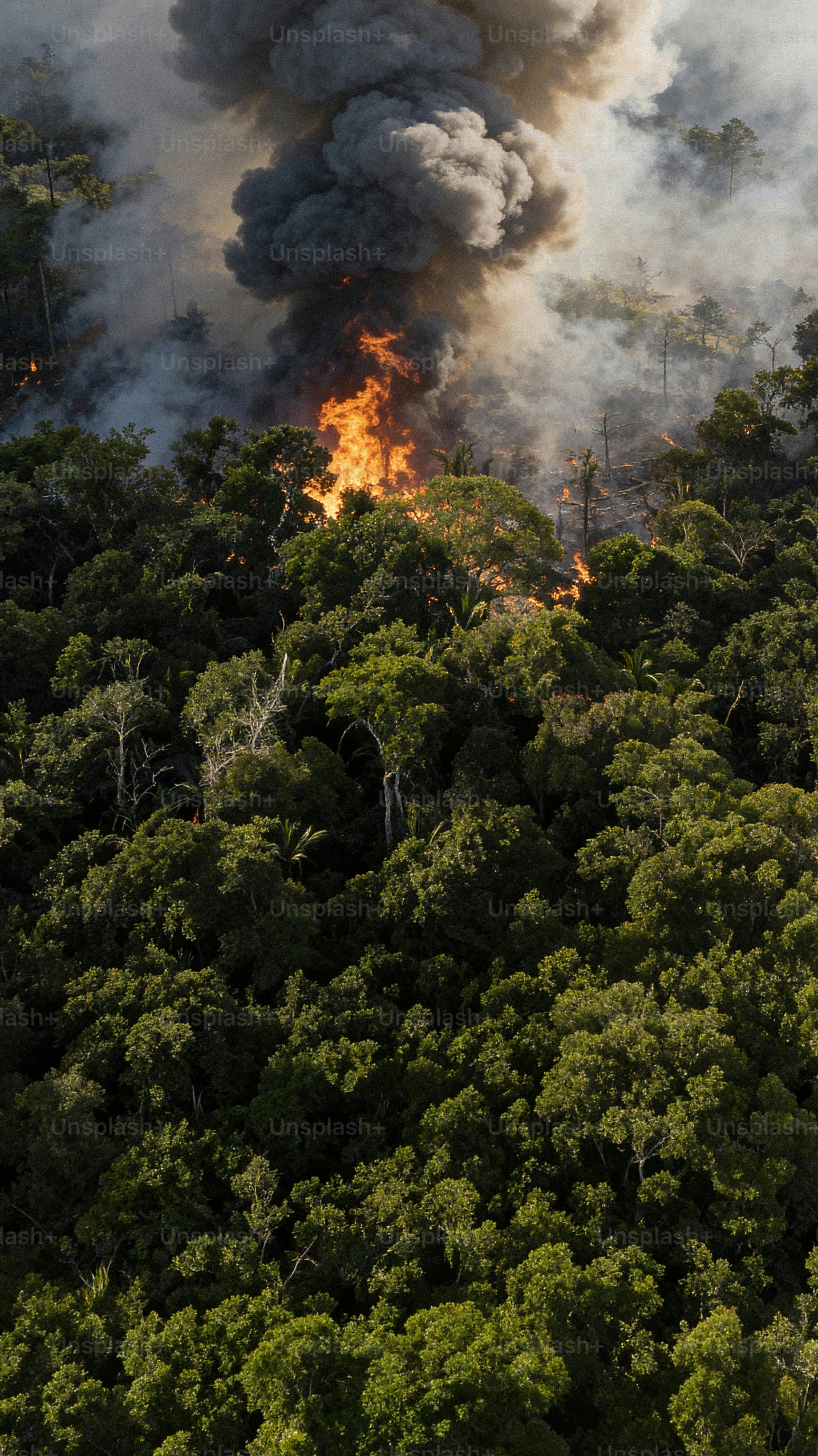 Forest fire with thick smoke rising above trees photo – Climate change ...