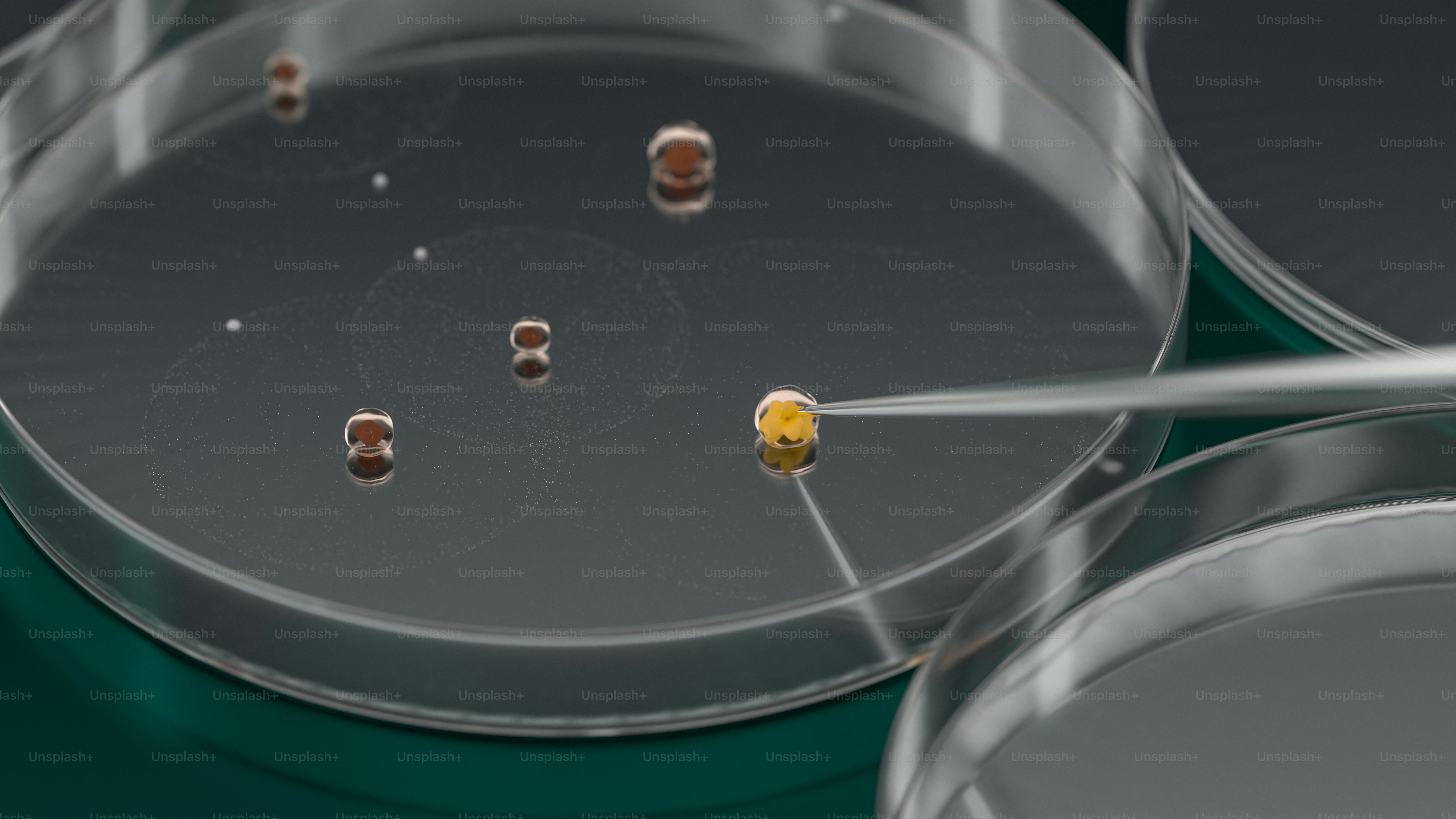 Piastre di Petri con campioni e una pipetta.