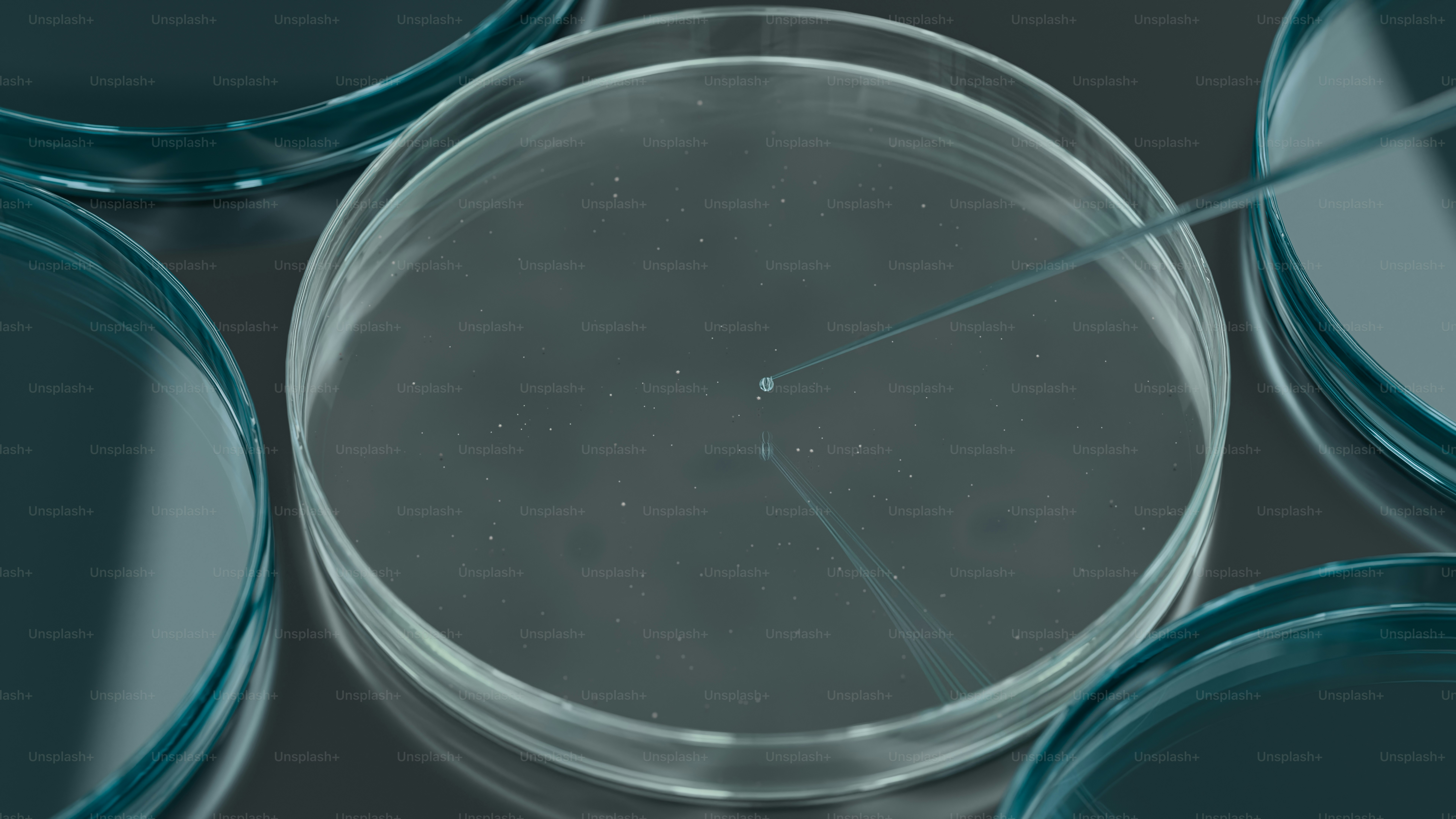 Una piastra di Petri con un anello all'interno