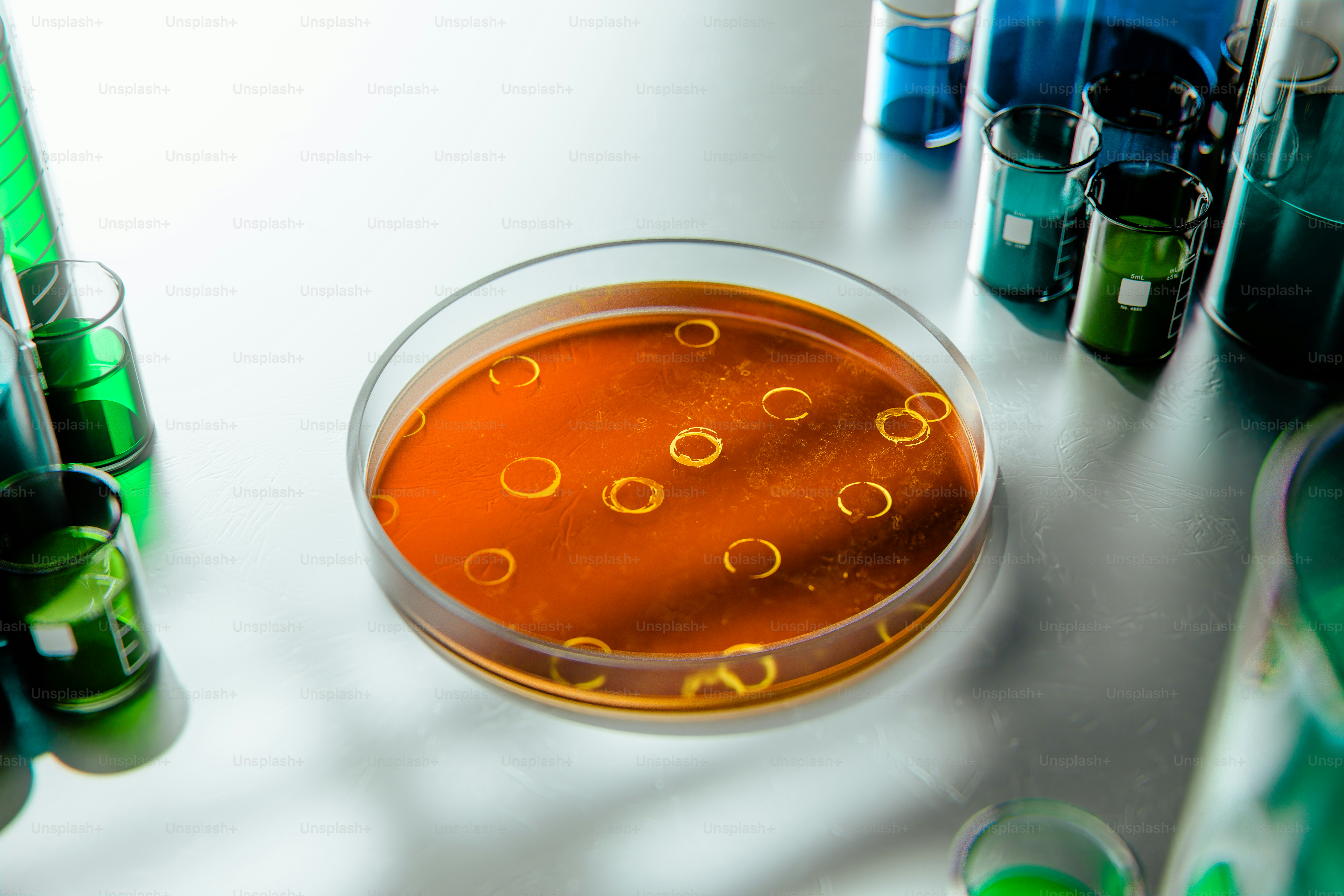 Petri dish with orange agar and colonies.