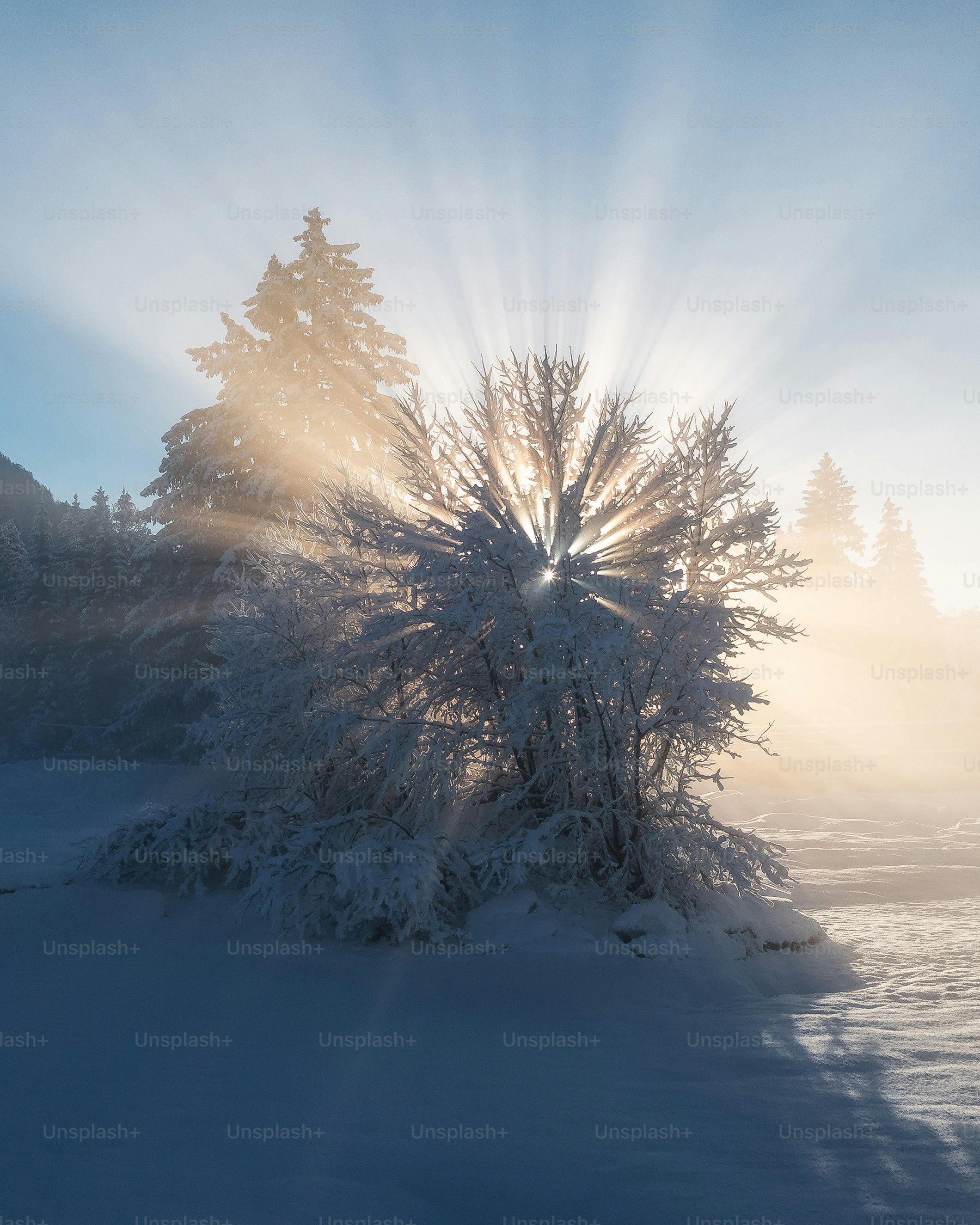 Sonnenstrahlen brachen im Winter durch einen frostigen Baum.