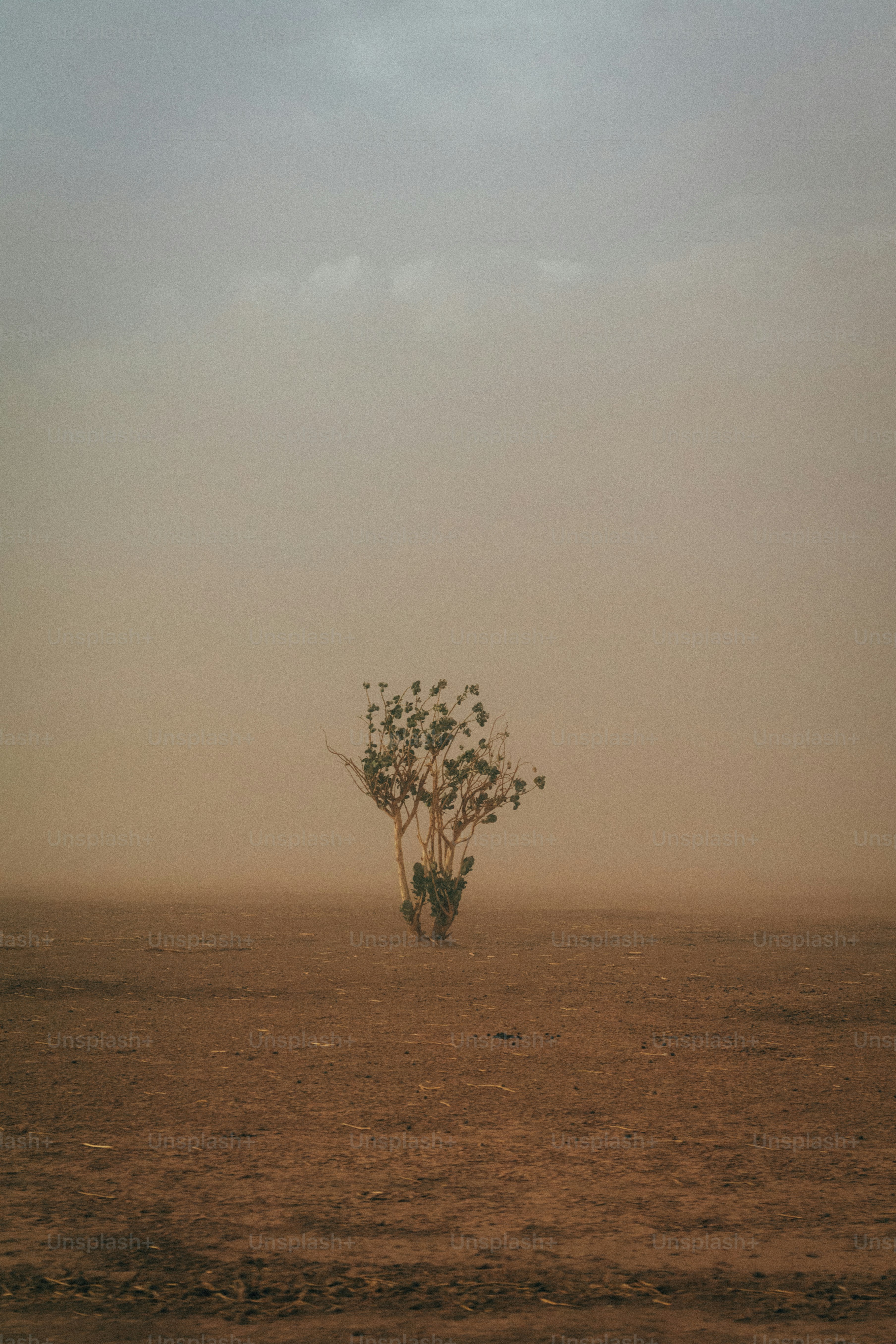 A lone tree stands in a dusty, desolate landscape.
