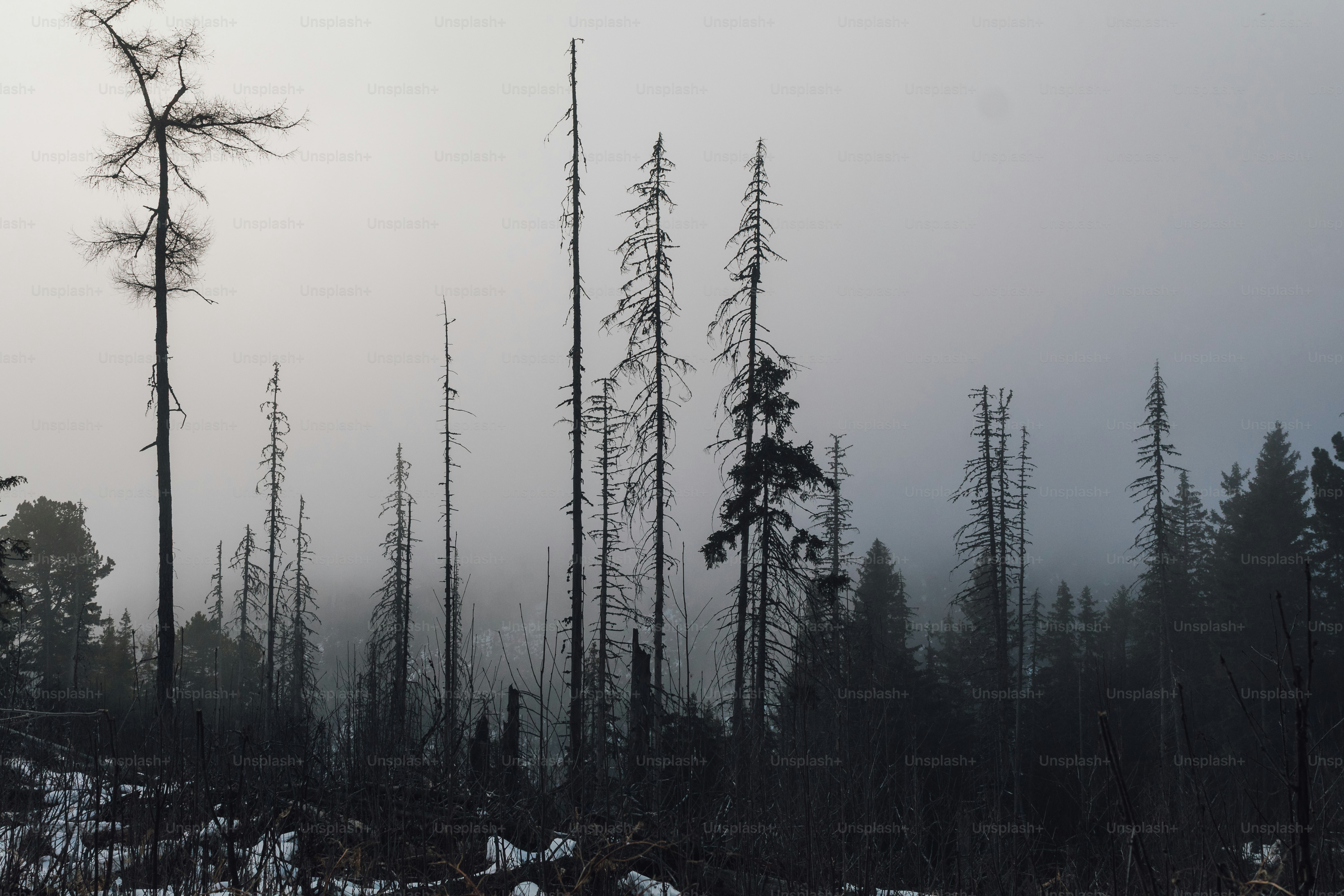 Bare trees in a misty, overcast forest landscape