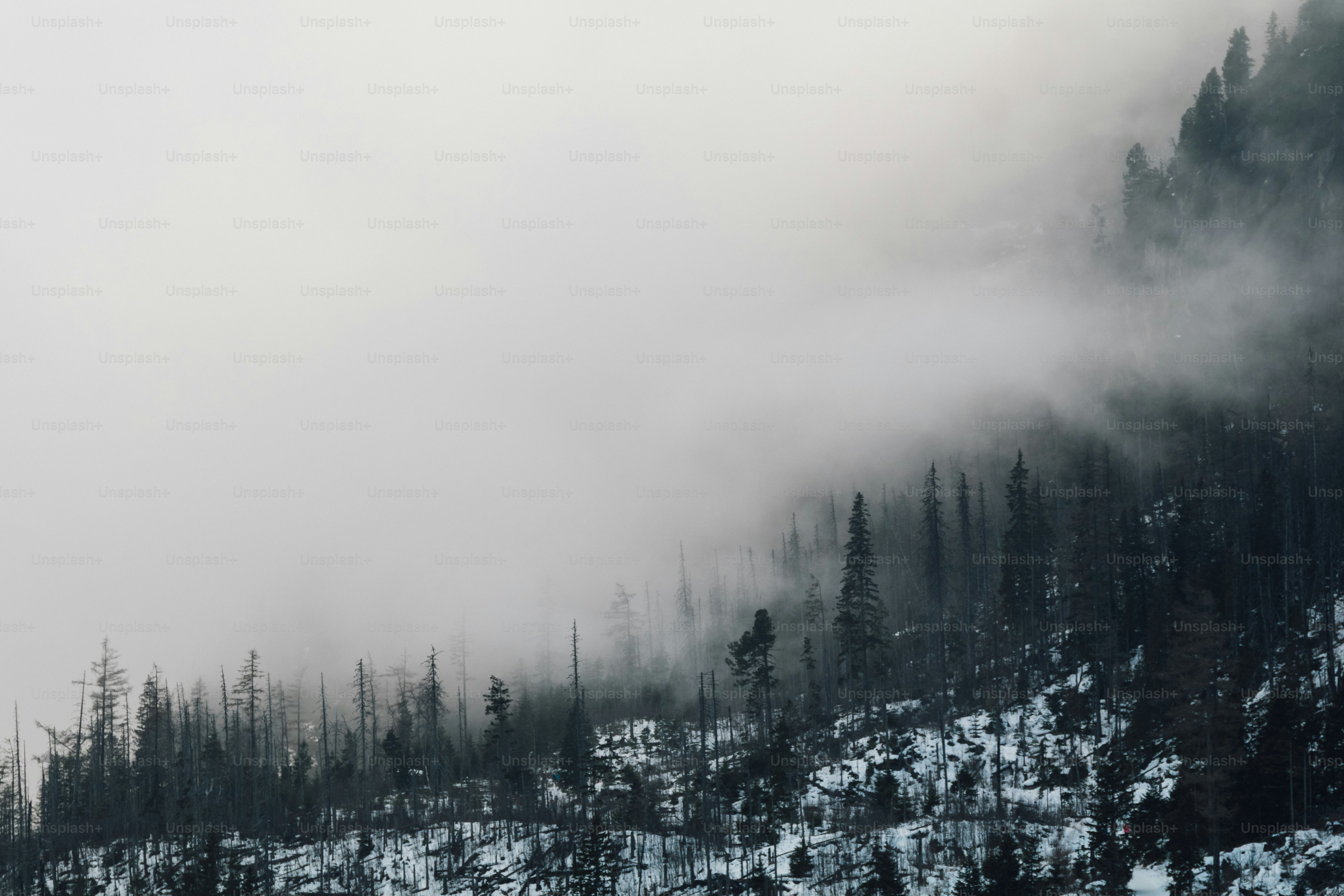 Misty evergreen forest on a snowy mountainside