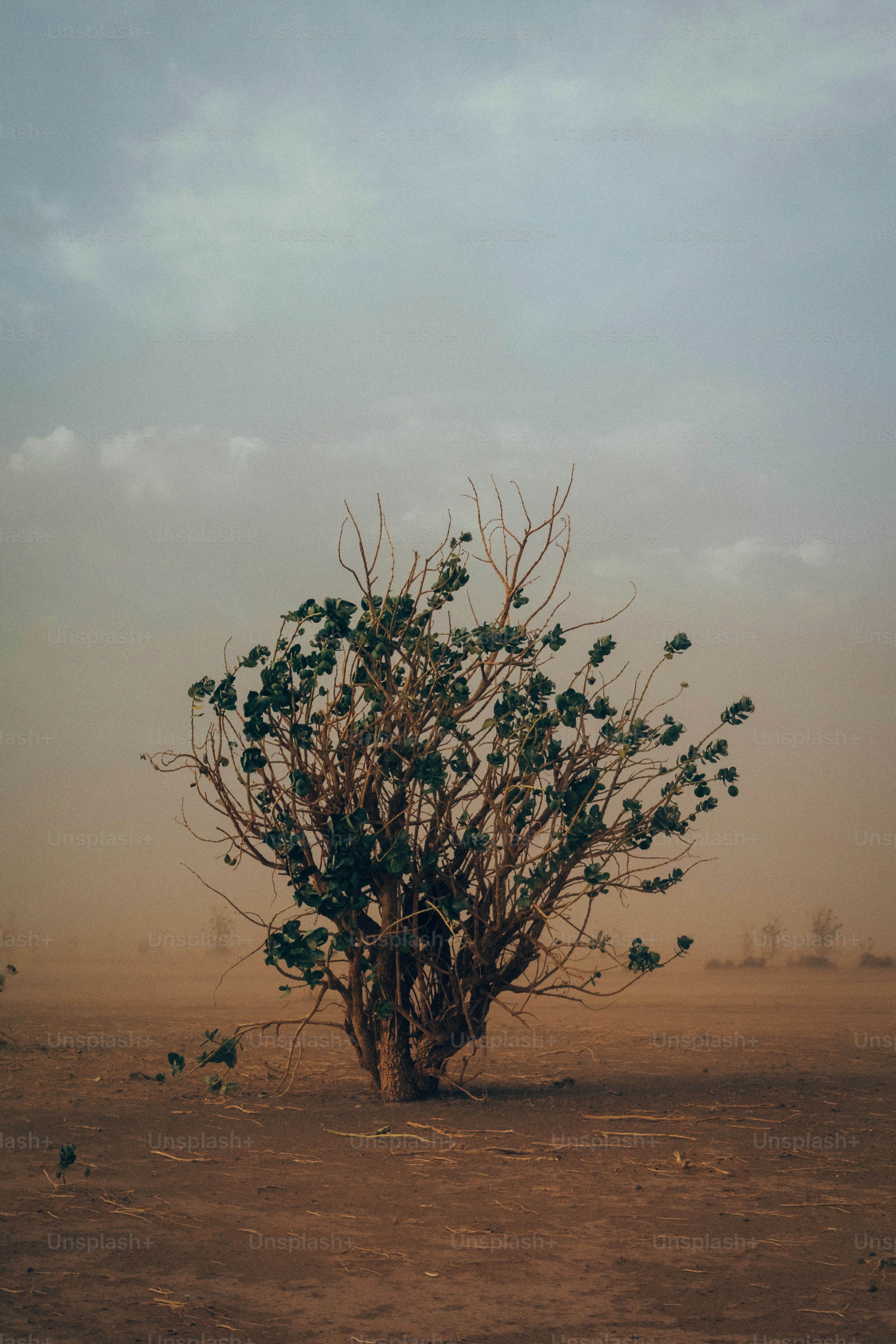 A solitary tree stands in a dusty, arid landscape.