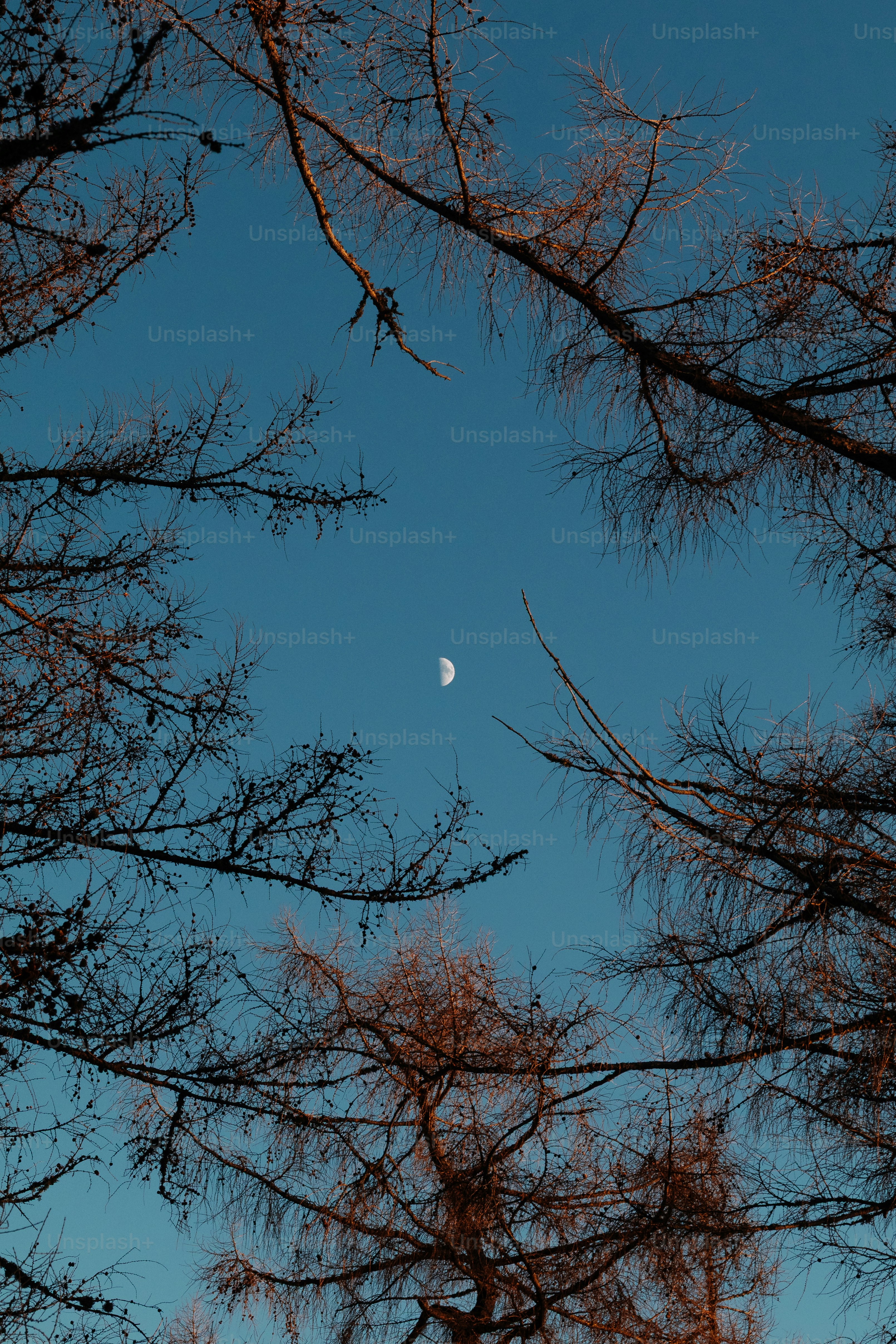 Bare tree branches against a clear blue sky with moon.