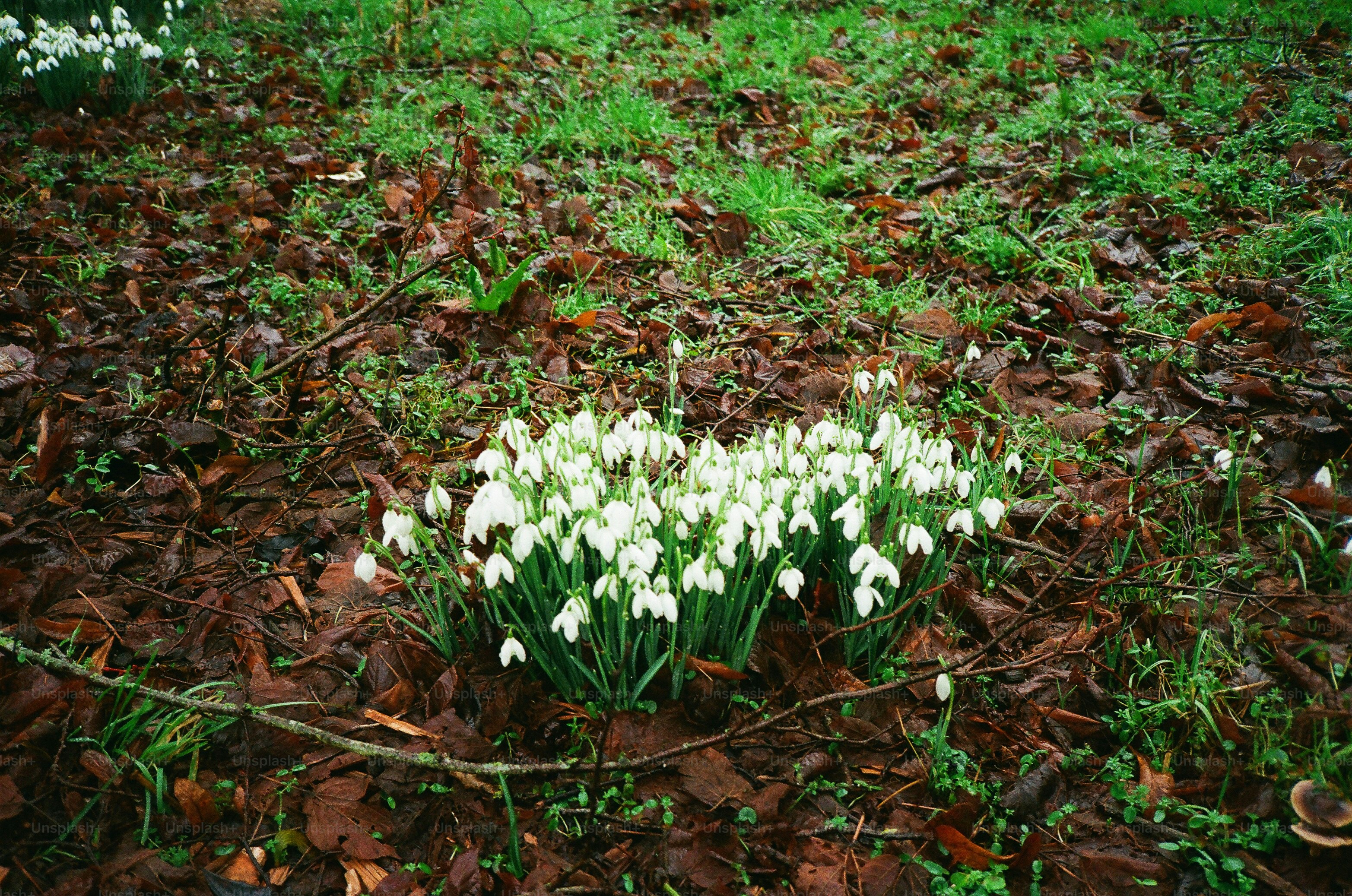 A cluster of white snowdrop flowers blooming in a forest.