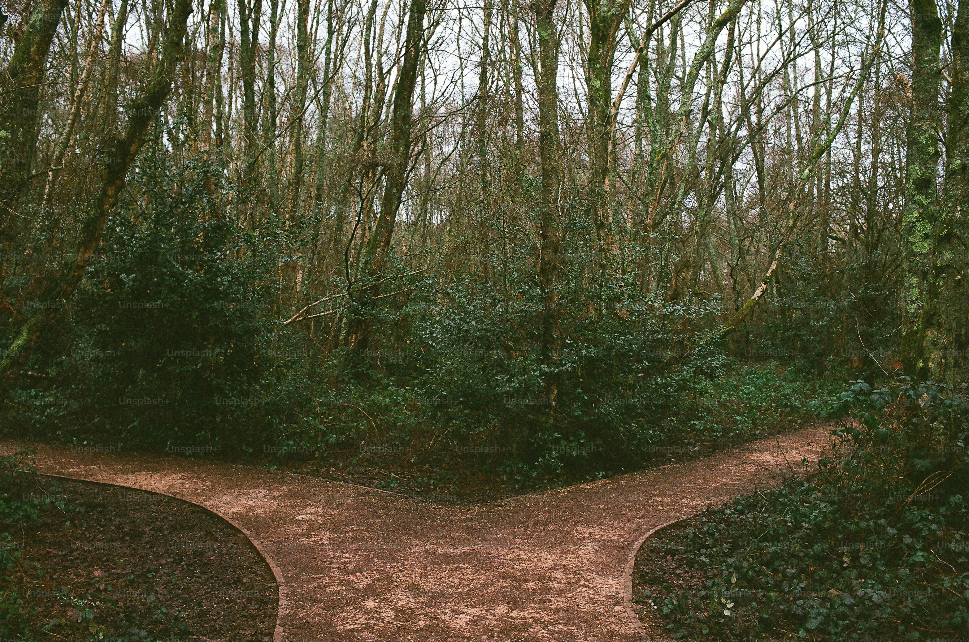 A fork in a forest path with trees and bushes.