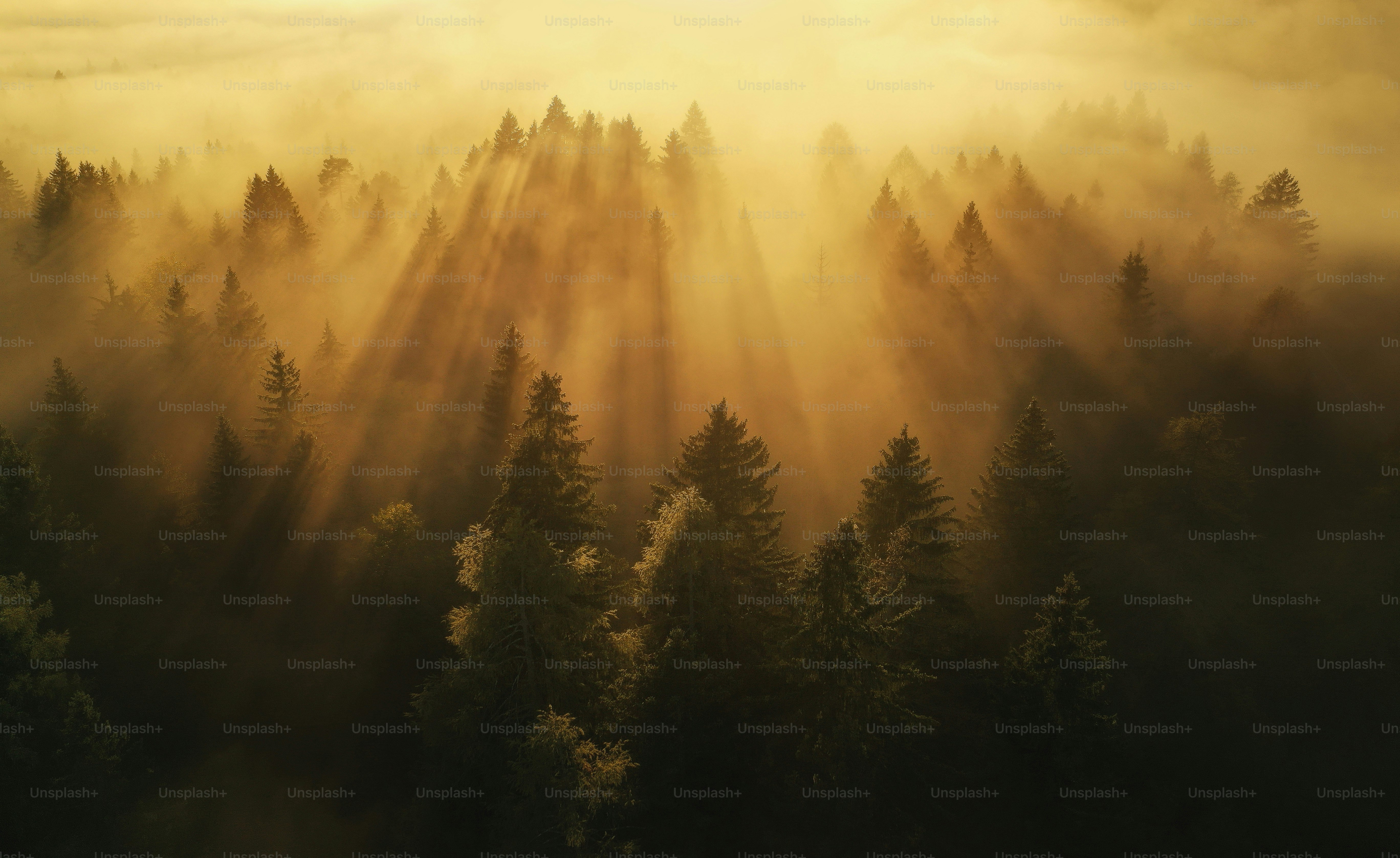 Sonnenstrahlen, die bei Sonnenaufgang durch neblige Waldbäume schienen.