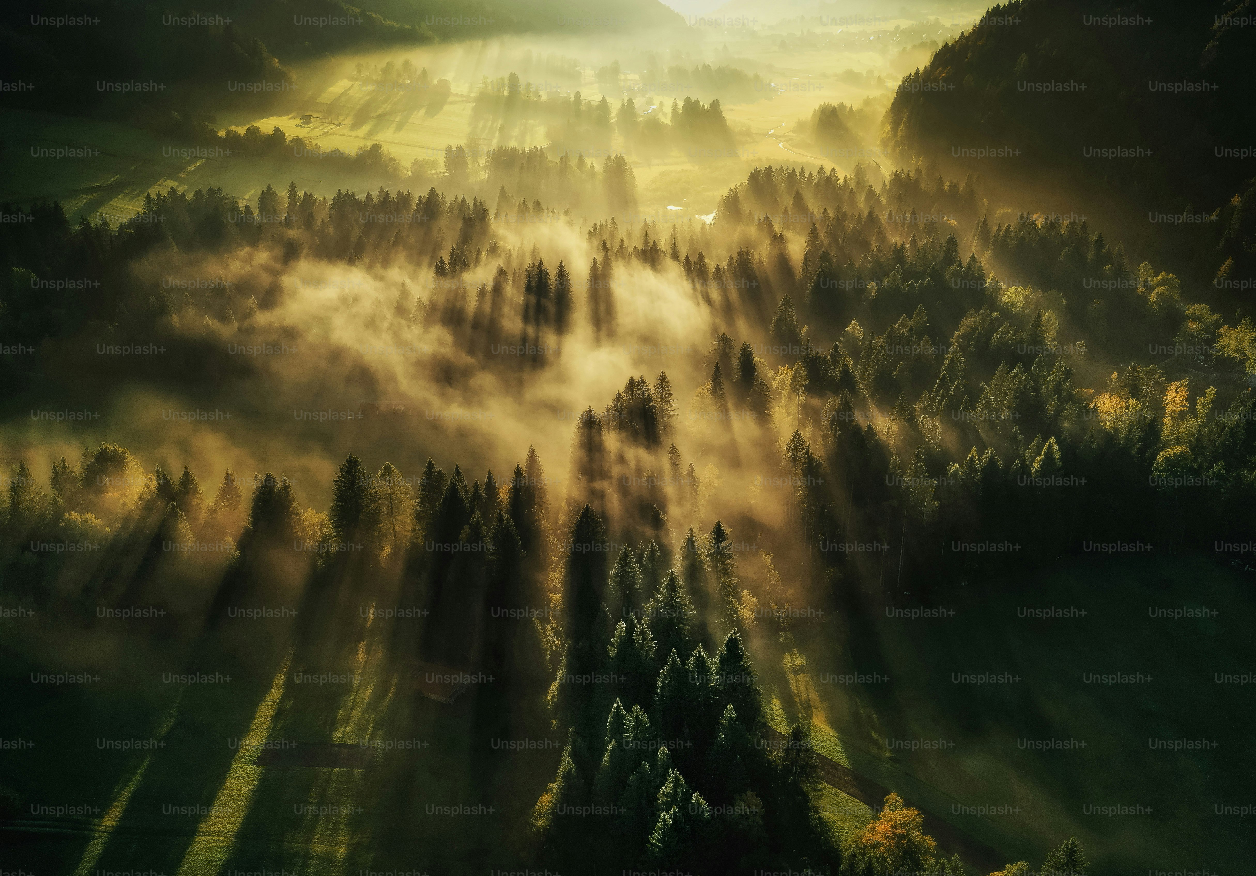 Sonnenlicht strömt bei Tagesanbruch durch das neblige Blätterdach des Waldes.